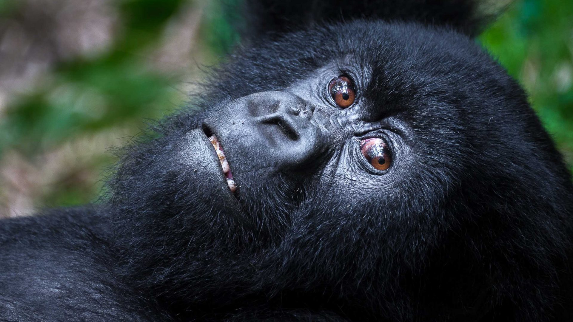 A mountain gorilla in Rwanda.