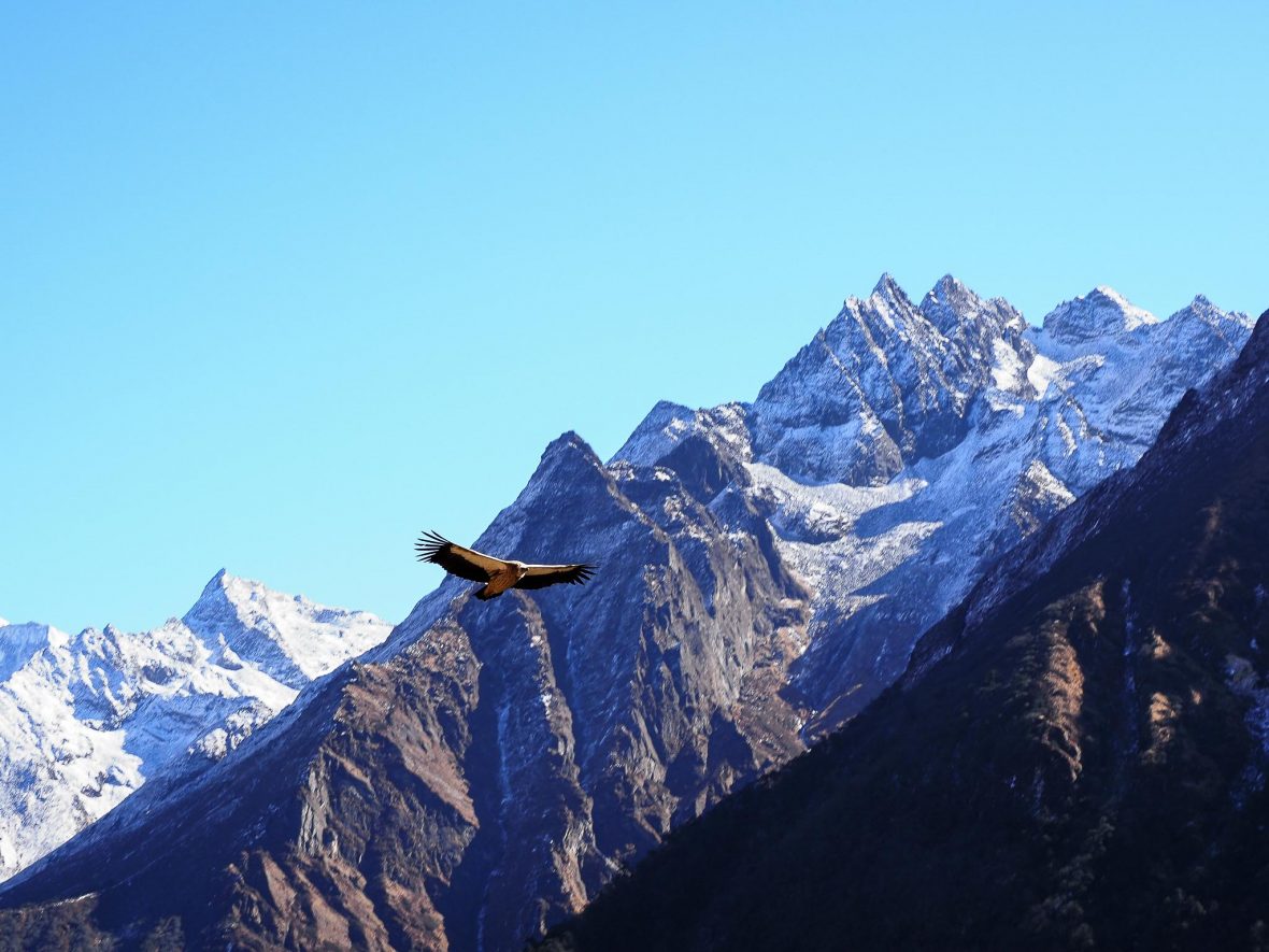 A Himalayan griffon vulture circles above hikers on the EBC trail.
