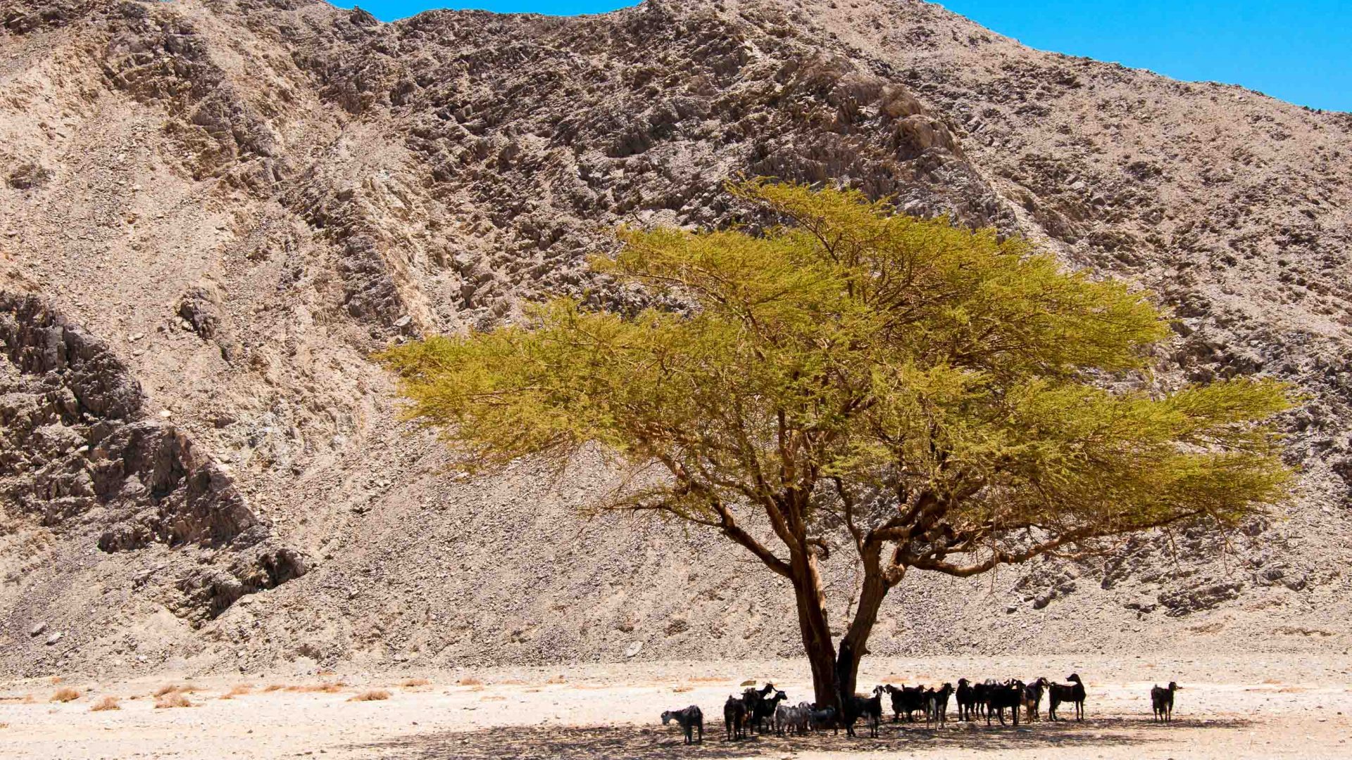 Goats seeking shelter under an acacia tree in the Eastern Desert.