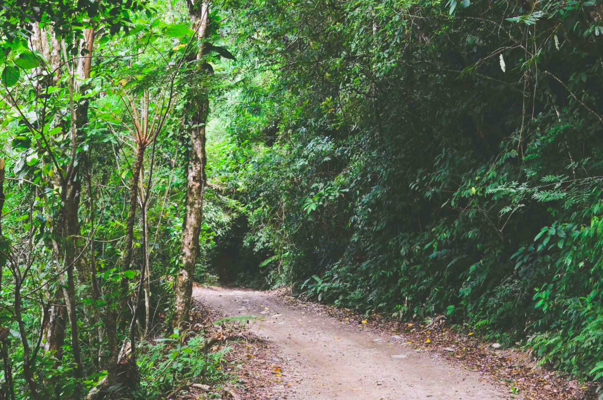 Rough roads make travel through Ilhabela's Atlantic Rainforest very slow.