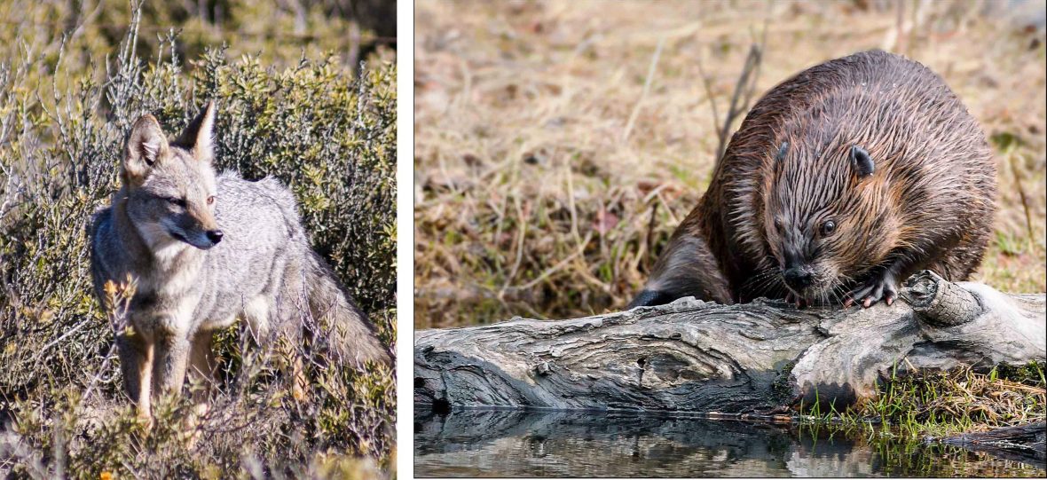 The gray Patagonian fox and the North American beaver are both responsible for much of the habitat destruction in Tierra del Fuego.