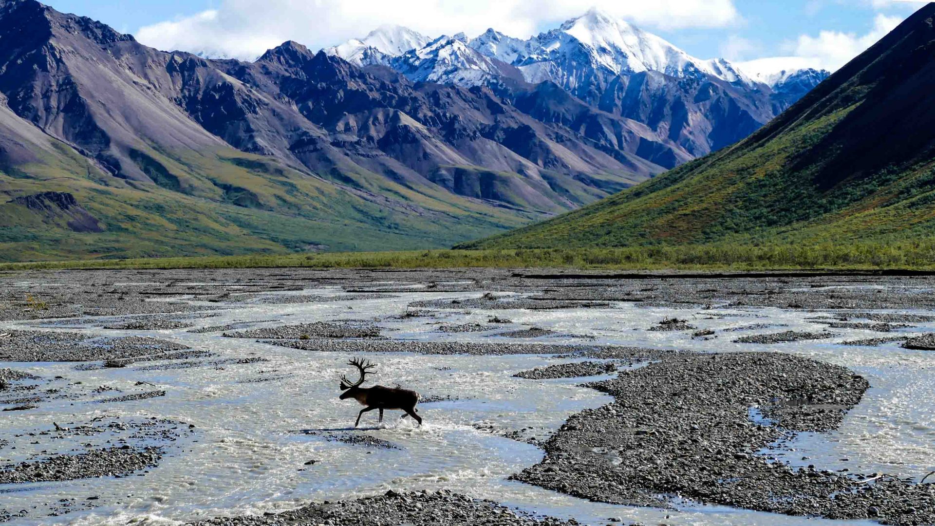 Wildlife and stunning vistas greet visitors to Denali National Park, Alaska.