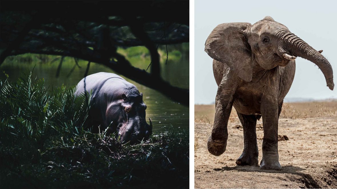 A hippo (left) and an elephant (right); two animals protected by rangers in Kenya.