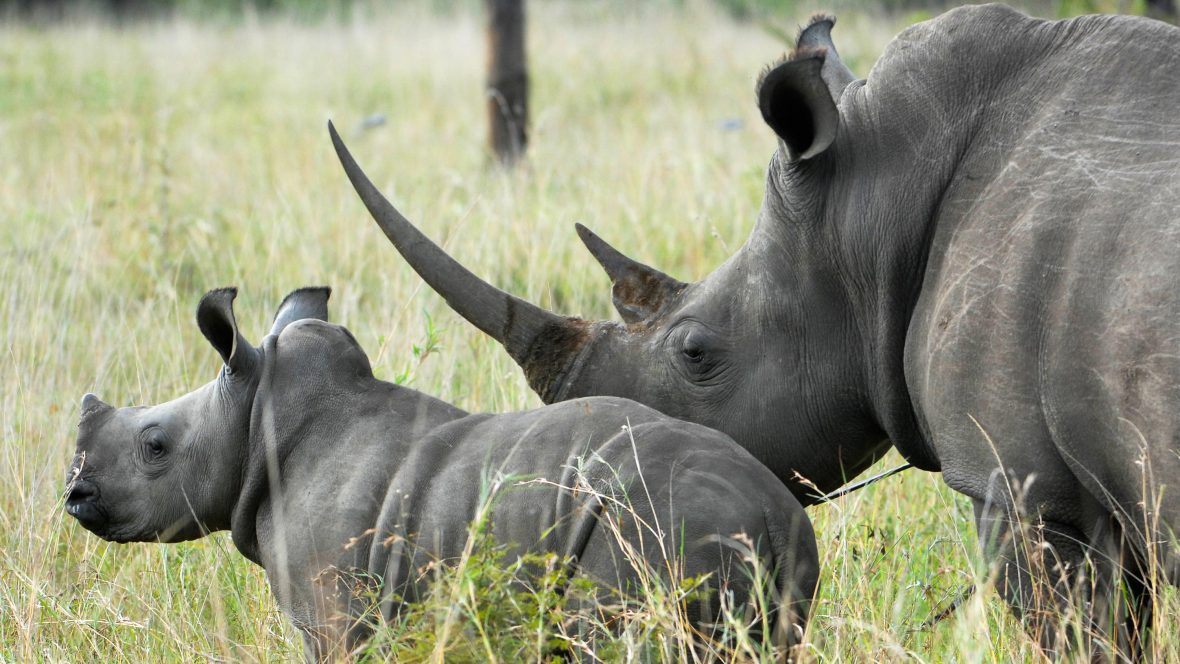 Inside the complex world of rhino conservation | Adventure.com