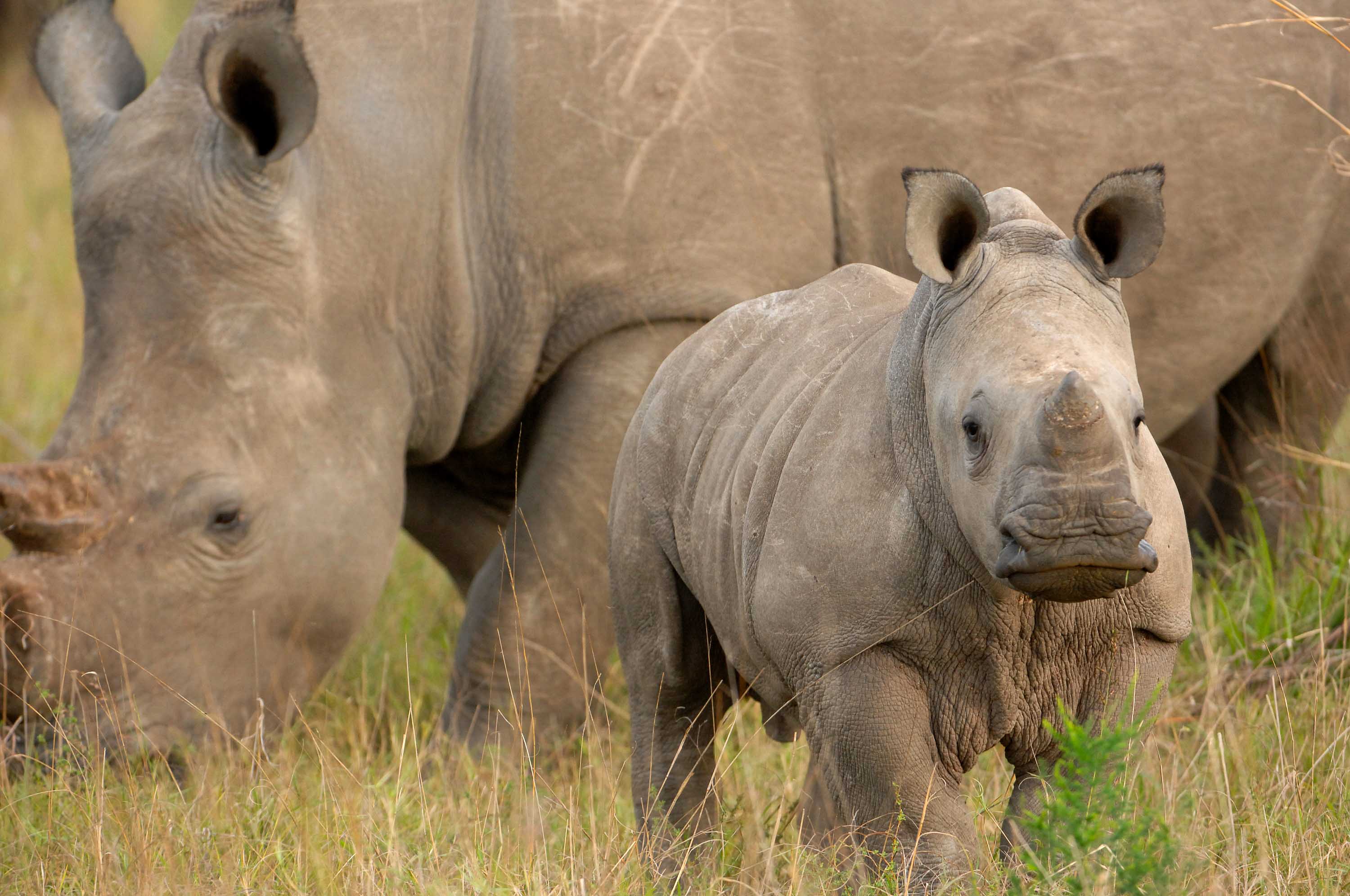 Inside the complex world of rhino conservation | Adventure.com