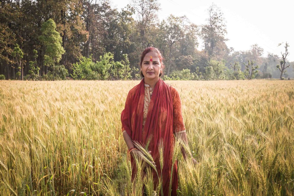 Kamala Sharma got married at the age of 14 but lost her husband a year later. Kamala directed all her energies into agriculture, and now she grows 50 quintals of tomatoes in just 60 square metres of land
