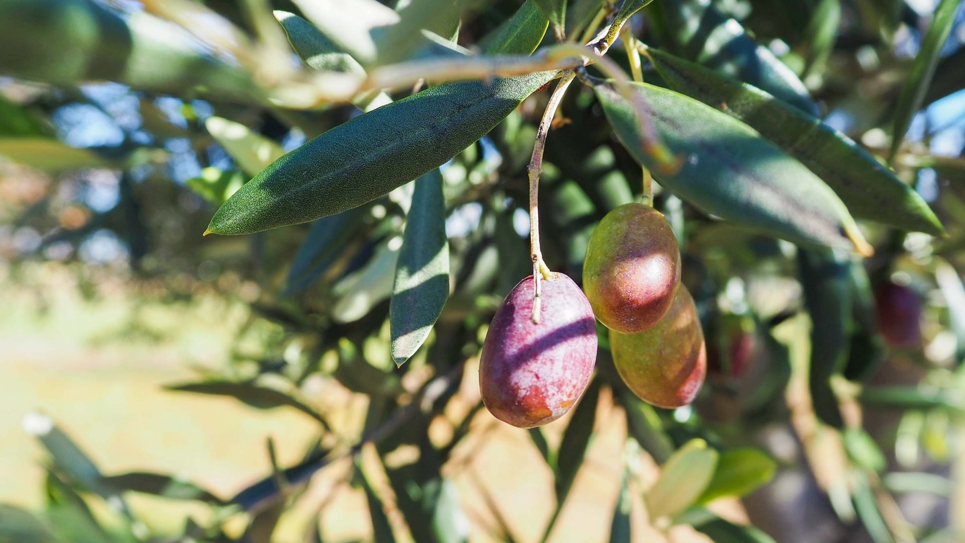 Olives growing at Karrabool Olives which makes extra-virgin olive oil.