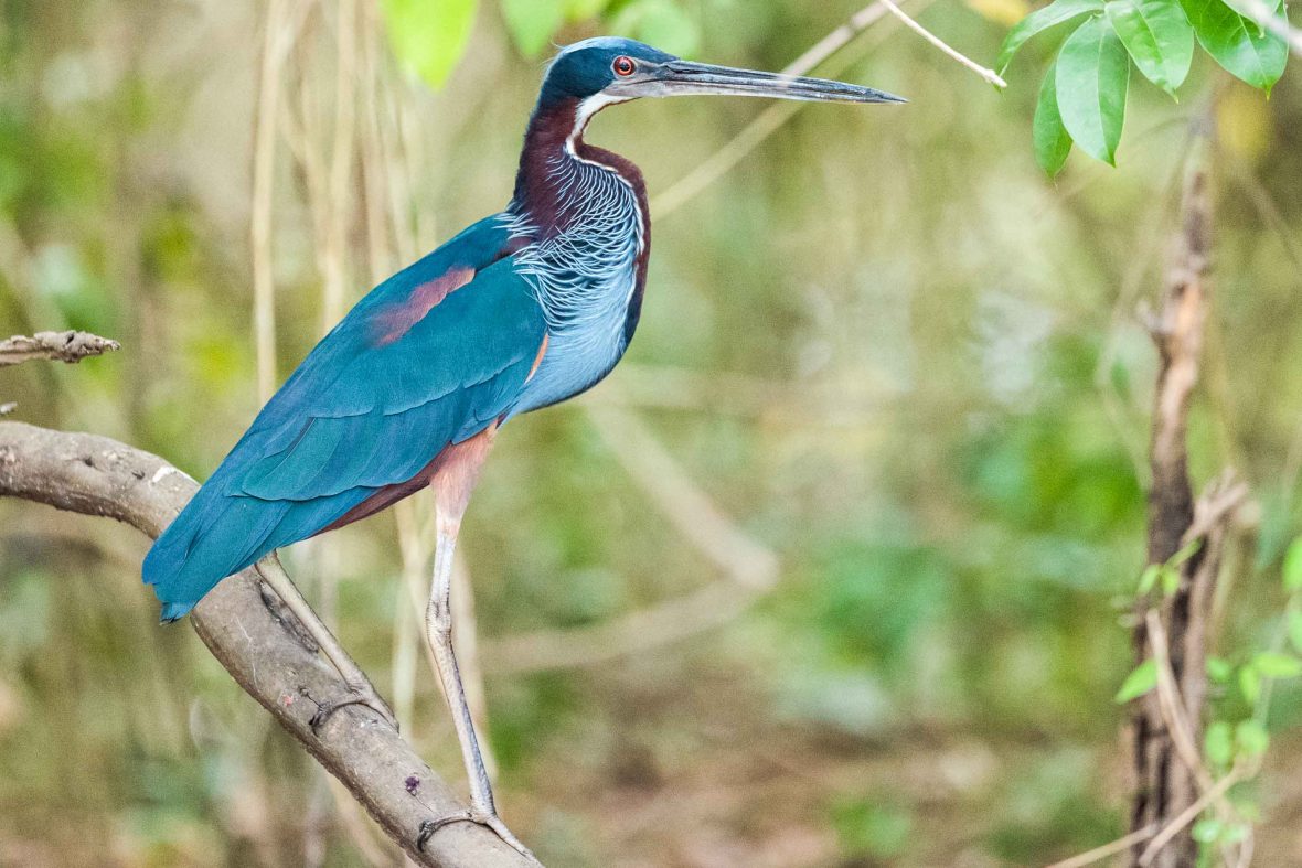 The agami heron, photographed in Belize.