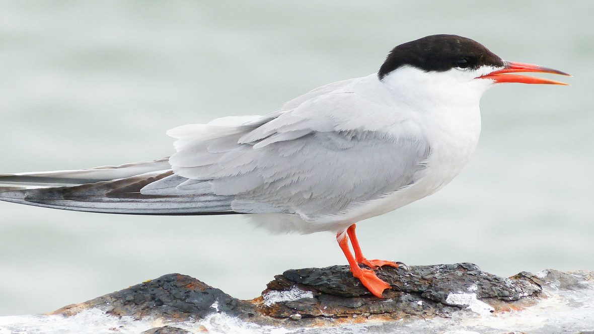 Birdwatching? Start in the city, says the Urban Birder | Adventure.com