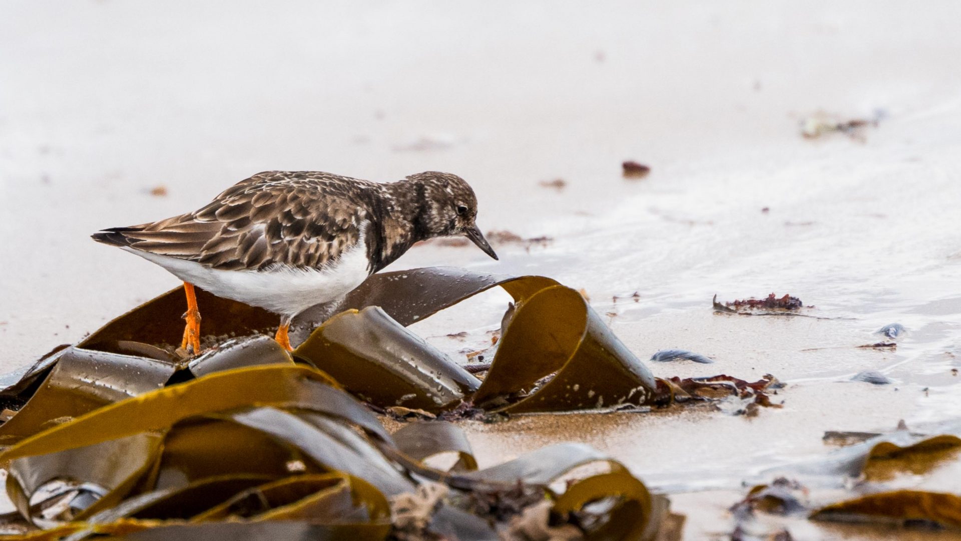 The ruddy turnstone in Redcar, England.