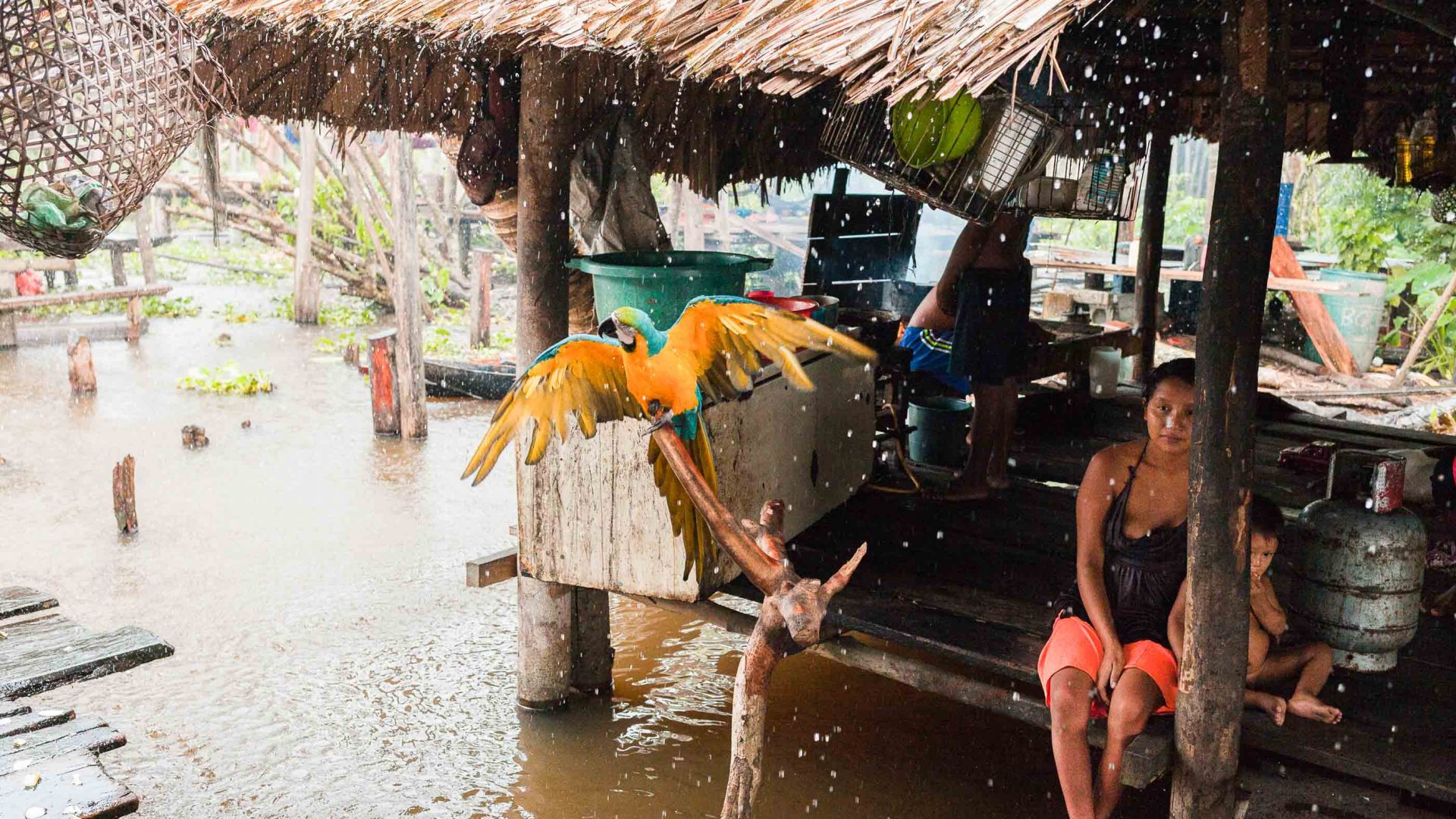 A macaw bathes in rainwater in the Venezuelan Delta.