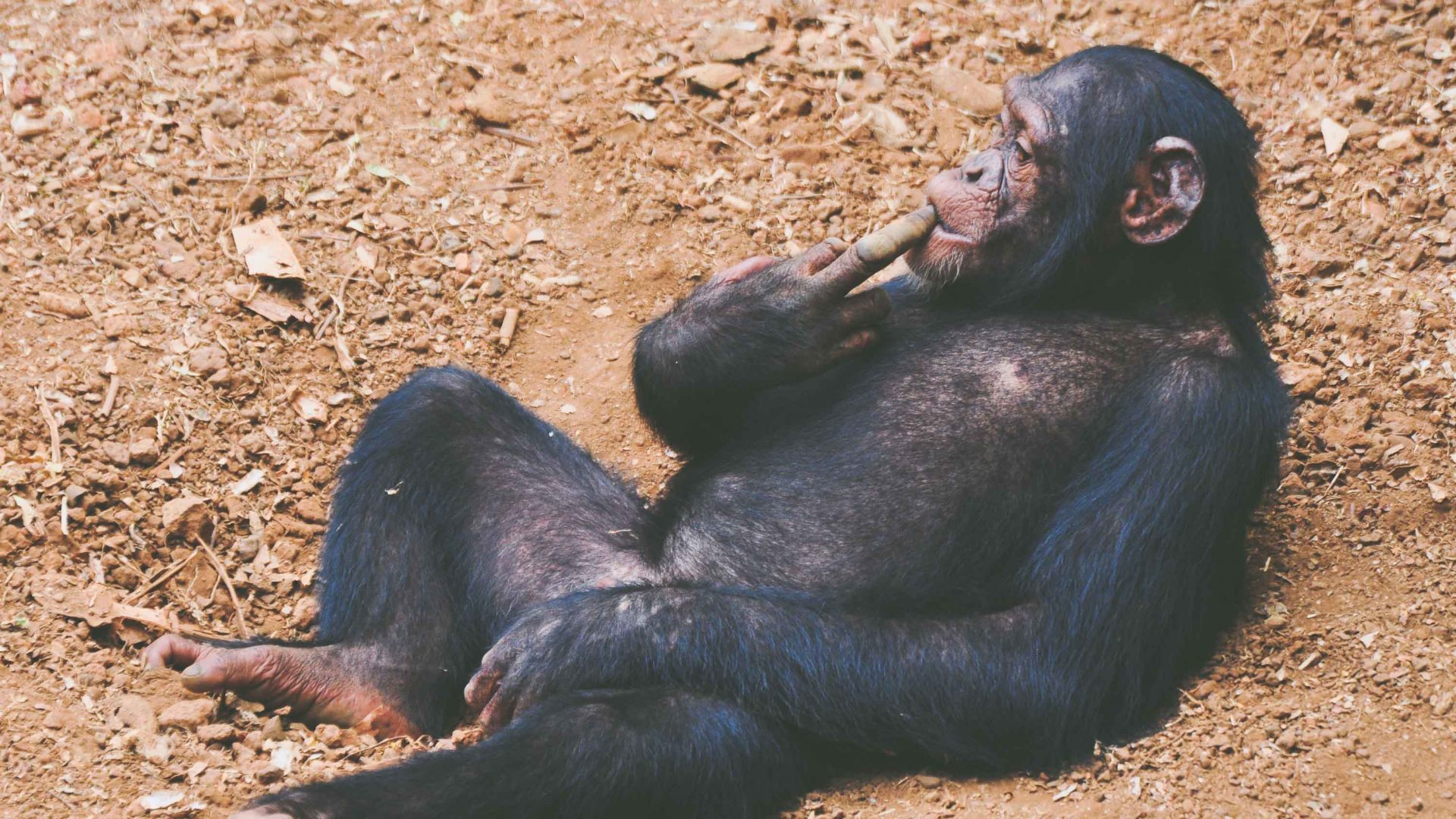 An adult chimp relaxes at the Tacugama Chimpanzee Sanctuary in Sierra Leone.
