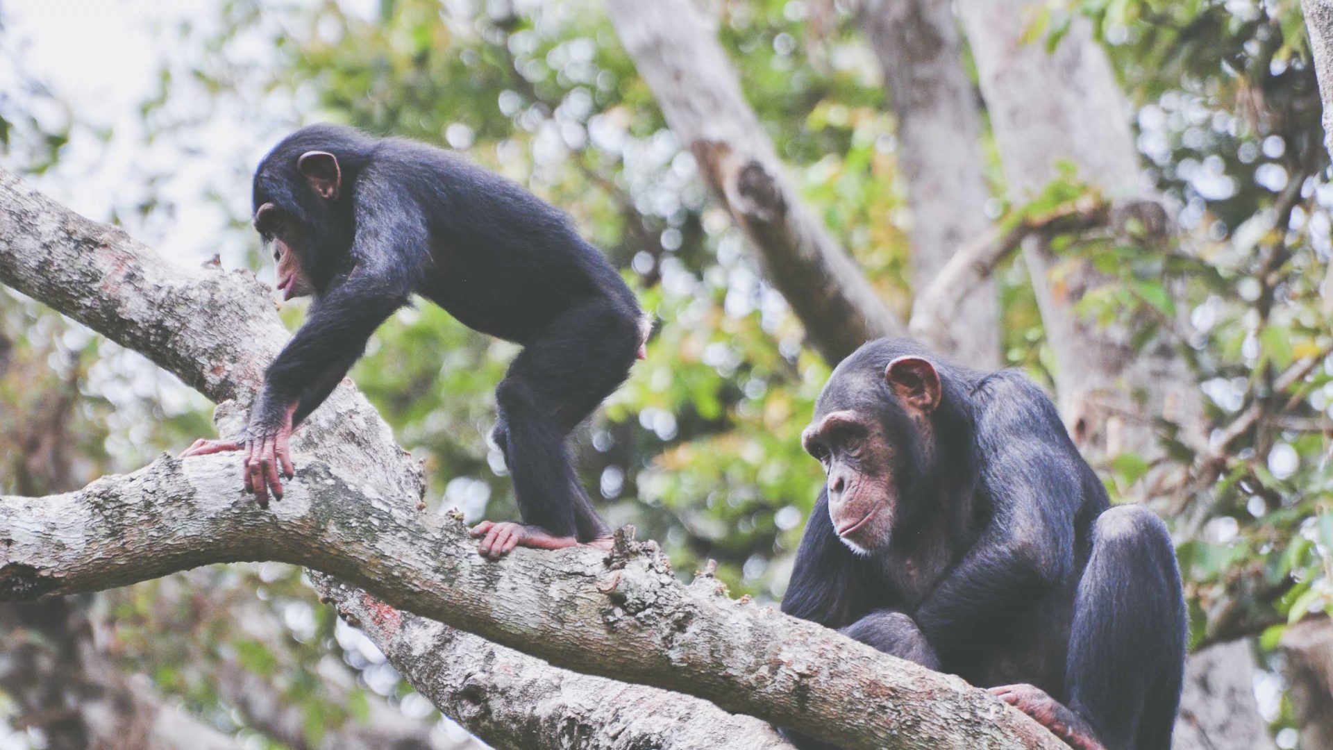 How the chimp became the face of Sierra Leone tourism