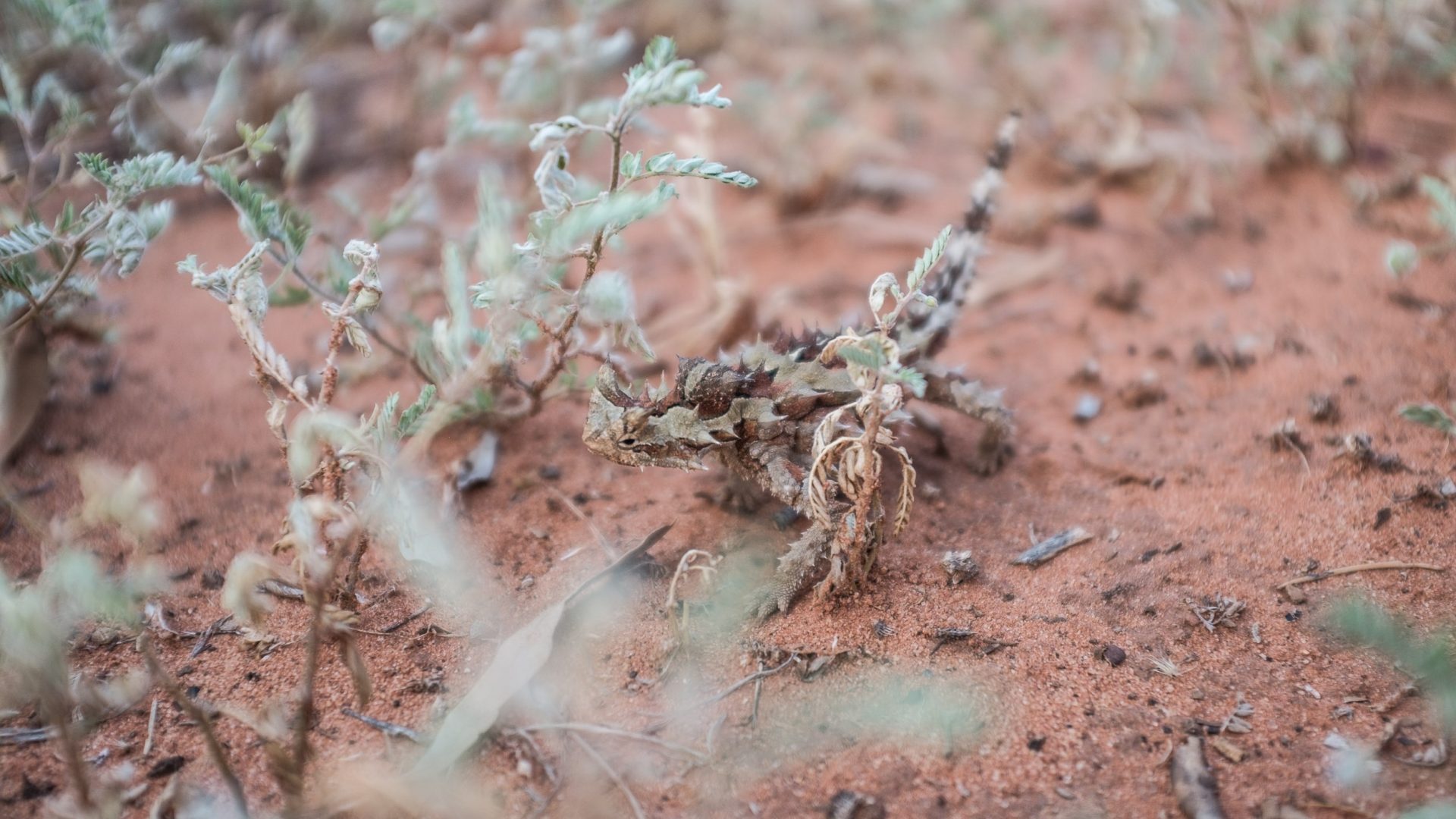 A thorny devil in the Northern Territory.