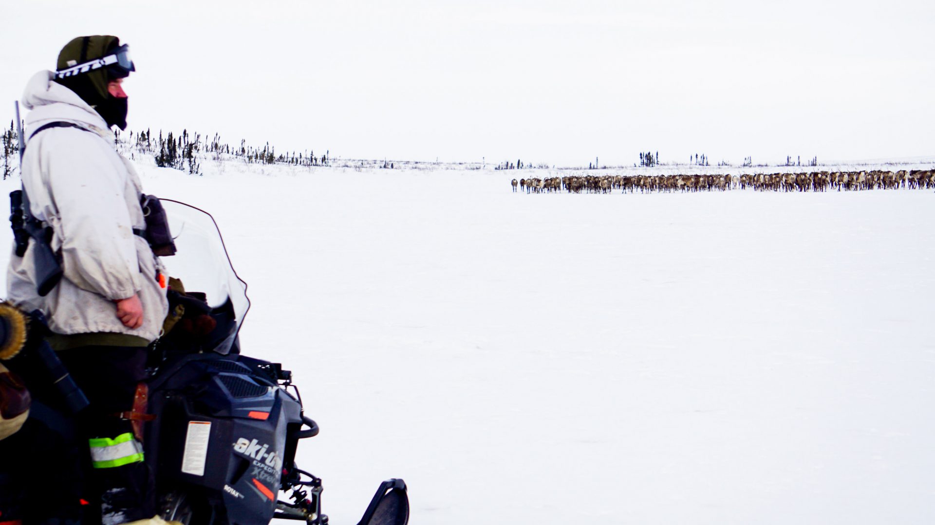Reindeer herder Tony Lalong herds reindeer from his Ski-Doo in Canada's Northwest Territories.