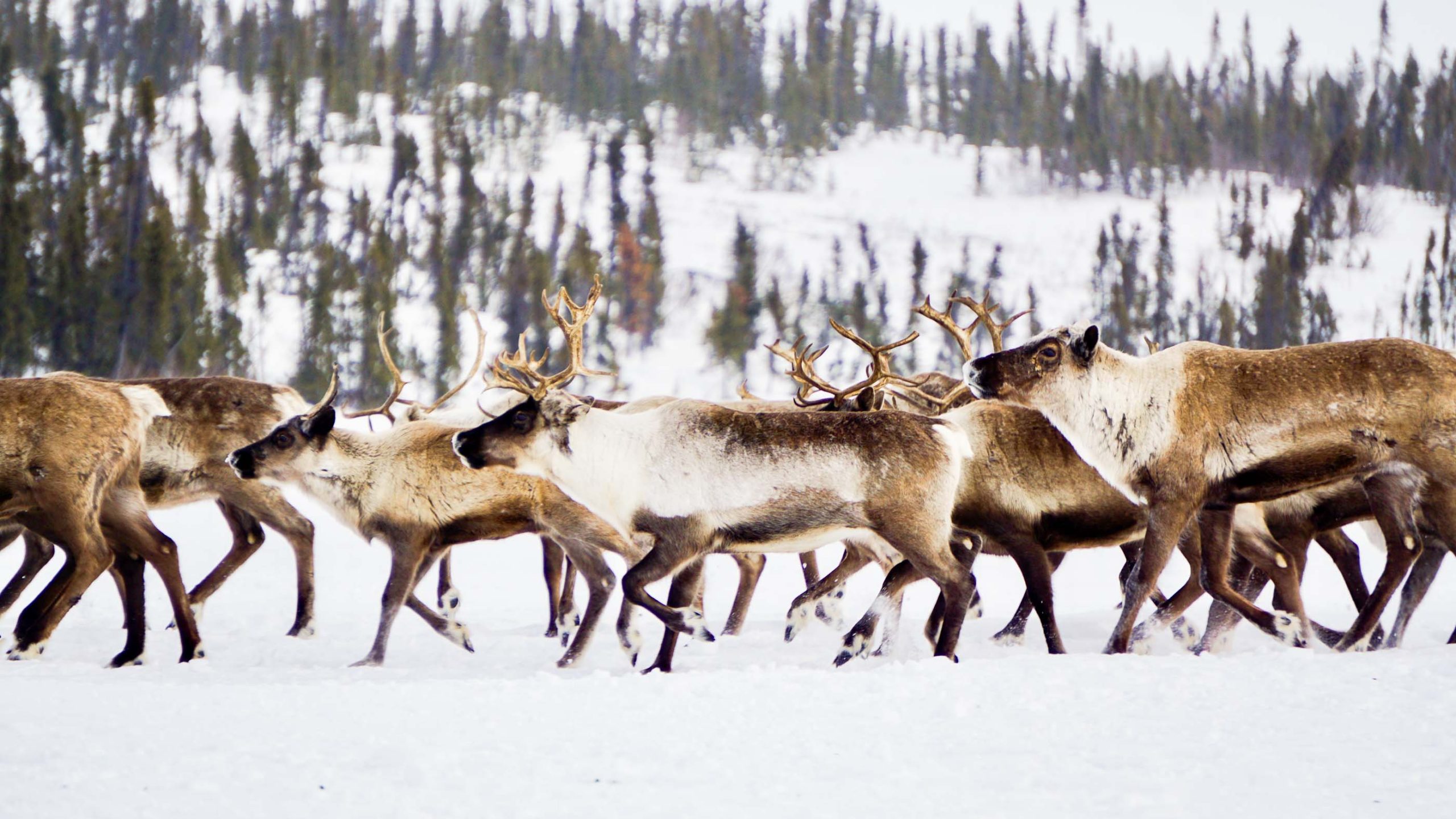 Can travelers help save Canada s only reindeer herd Adventure