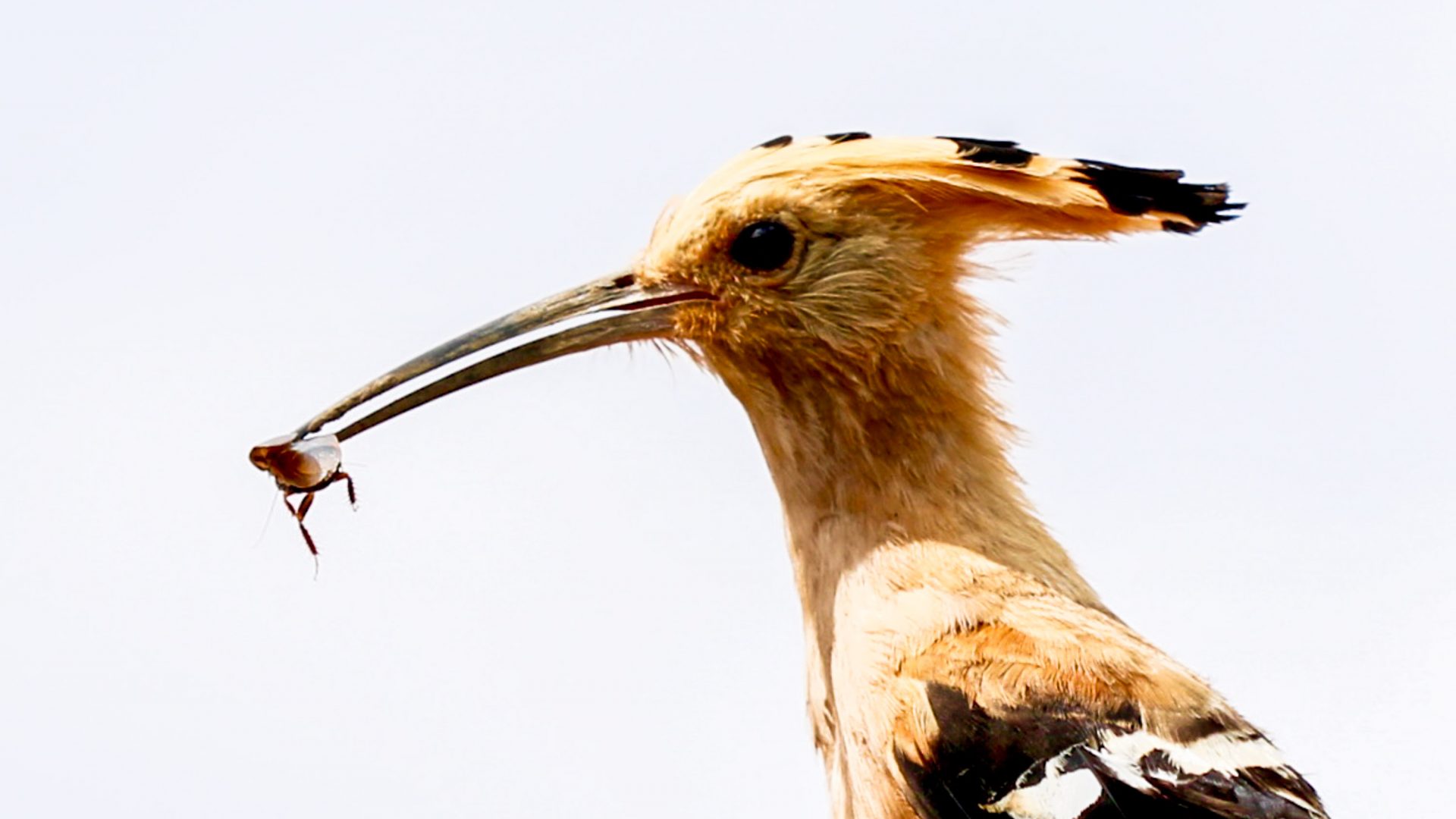 Colorful hoopoes live across Afro-Eurasia, and are known for their 'crown' of feathers.