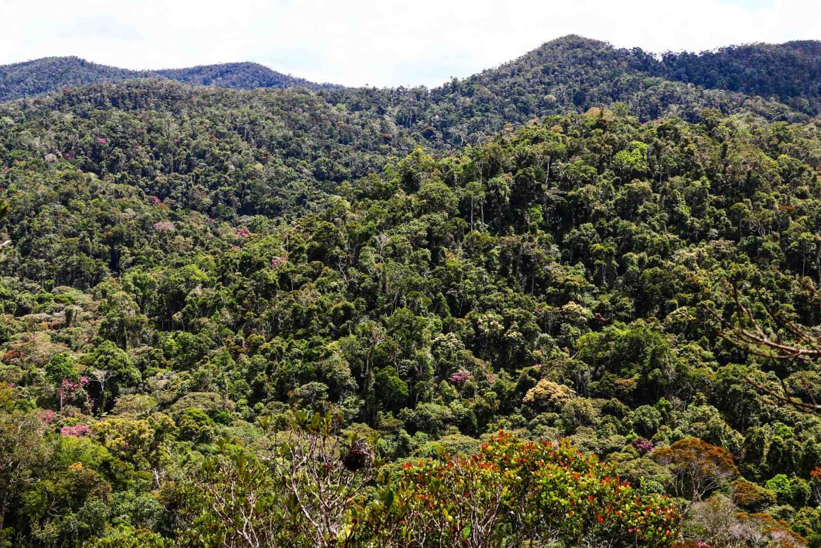 No rainforest, no lemurs Madagascar’s biodiversity crisis