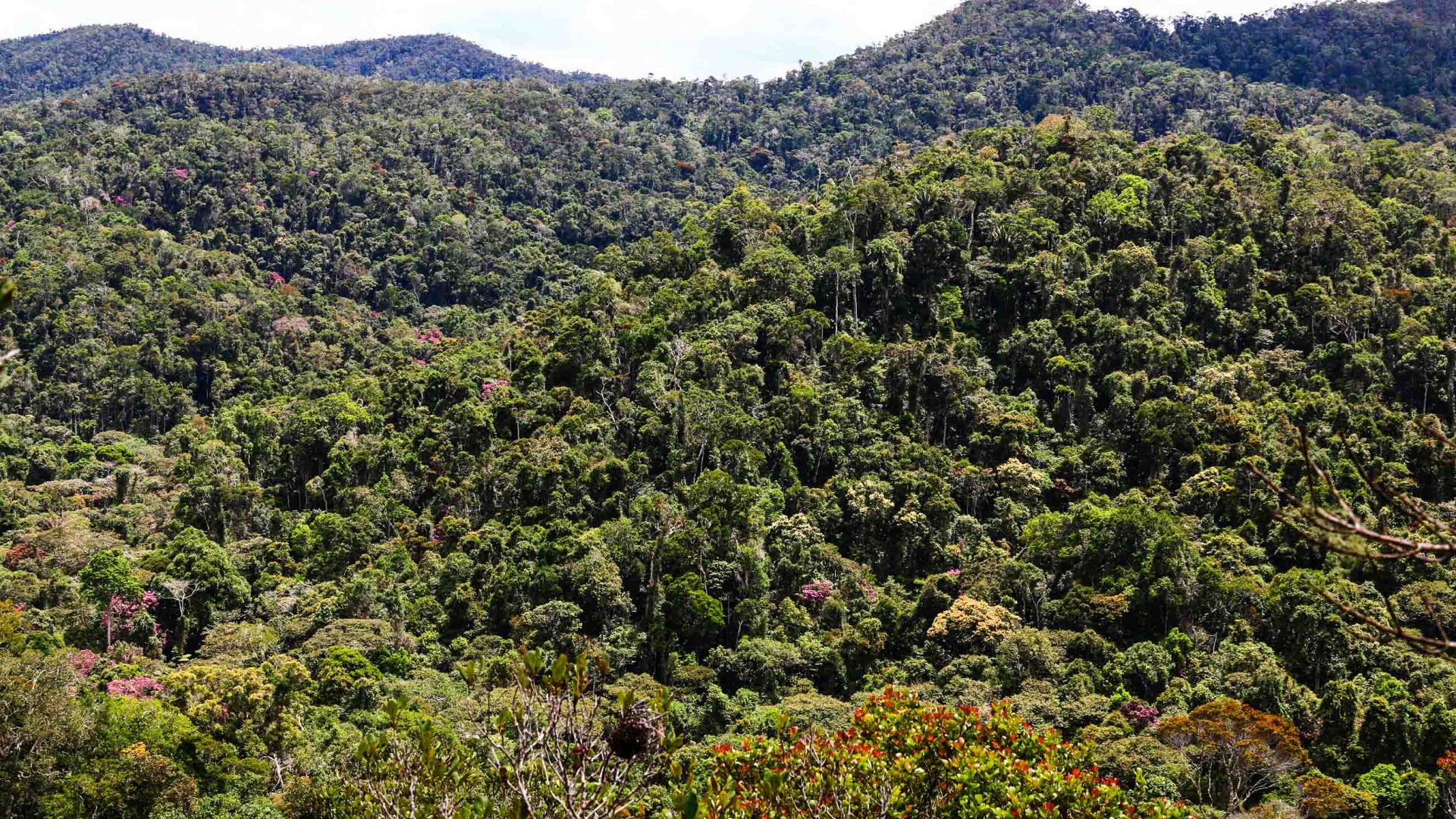 The primary rainforest of Mantadia National Park in eastern Madagascar.