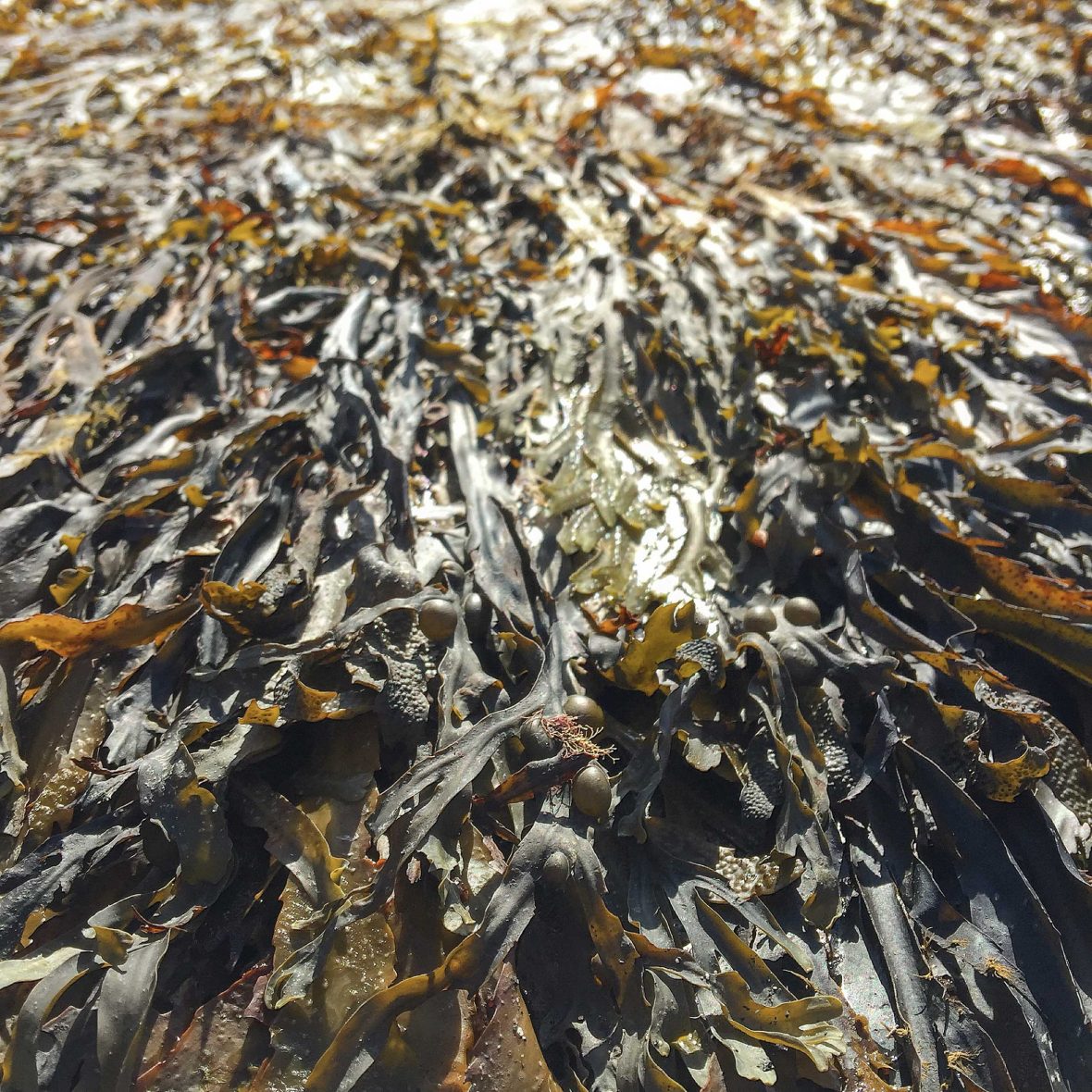 Seaweed could help draw down carbon from the atmosphere.