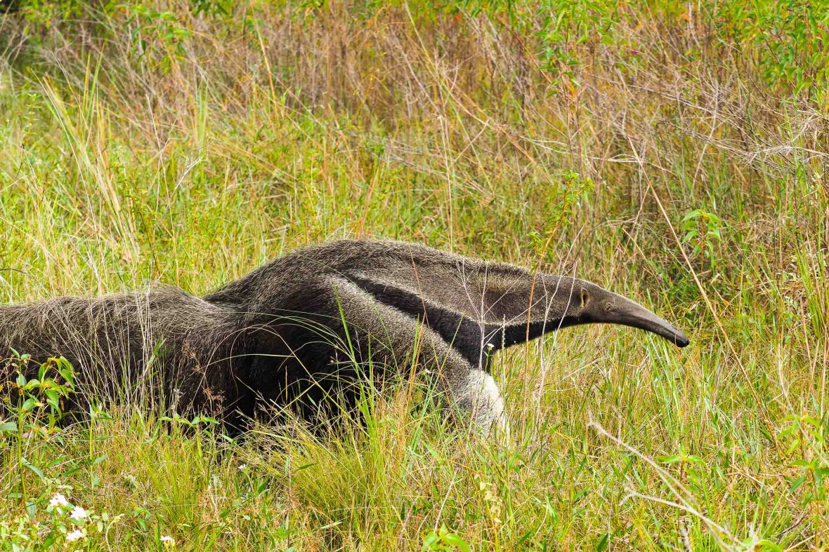 The writer observes a giant anteater in the North Rupunini, Guyana.