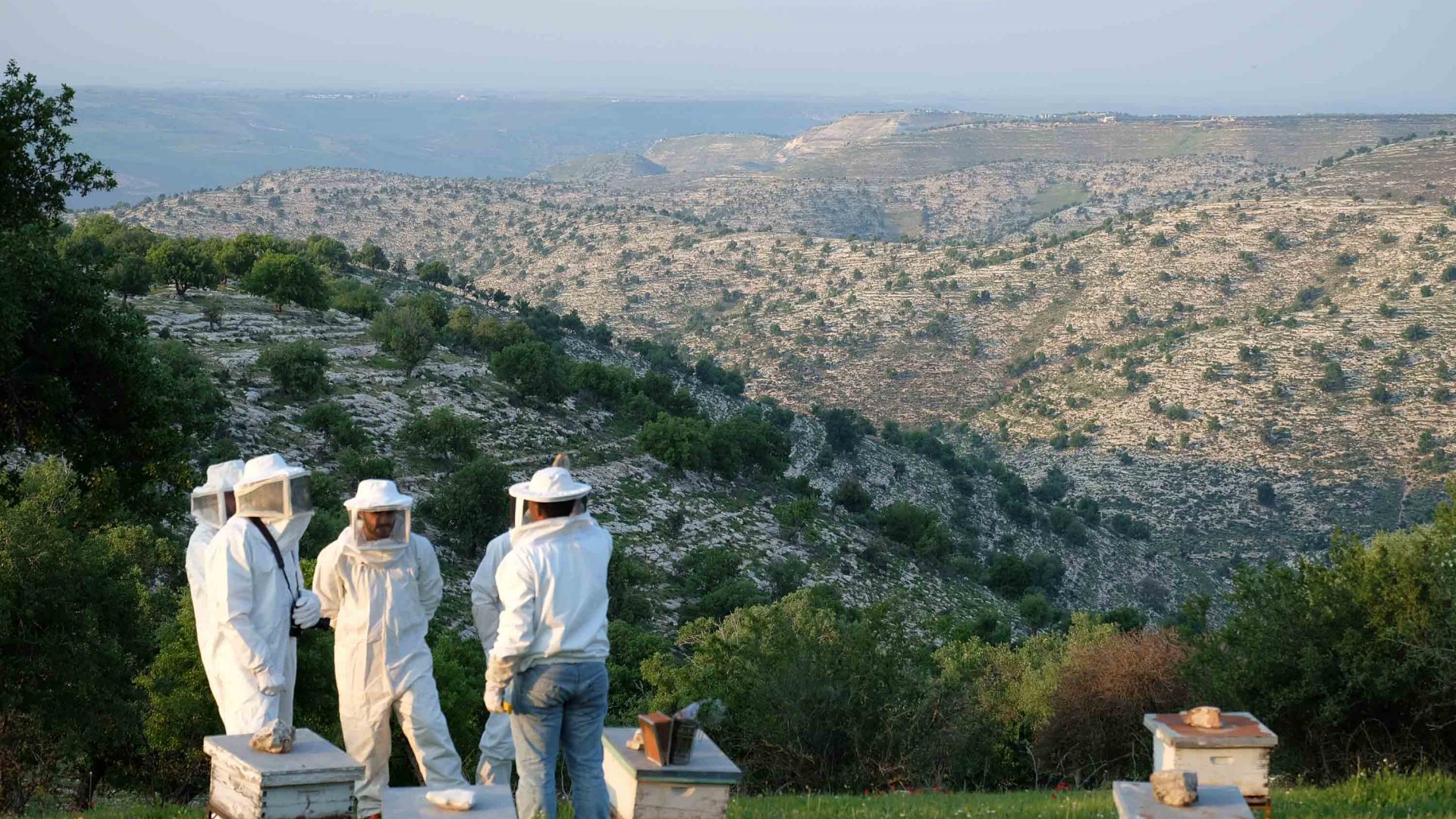 A beekeeping experience arranged via Baraka Destinations in Umm Qais.