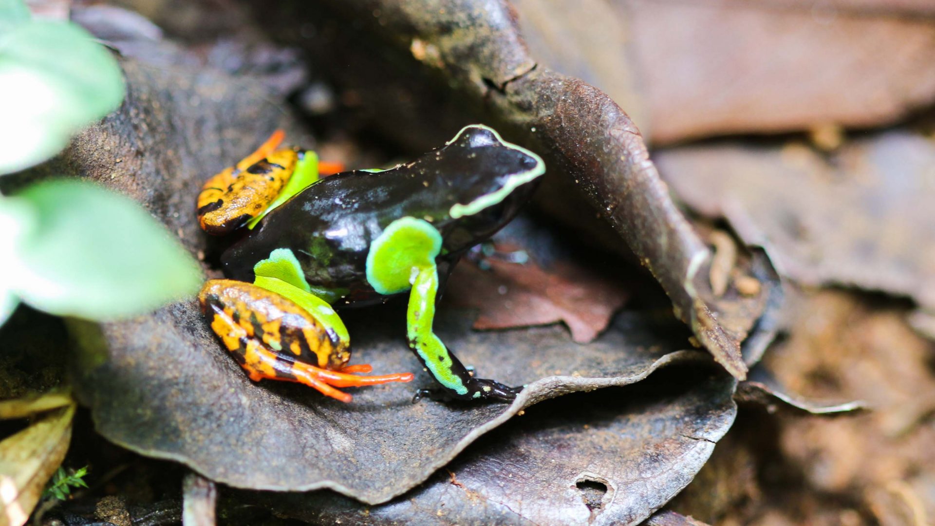 Painted Mantella frogs are among Madagascar's unique creatures.