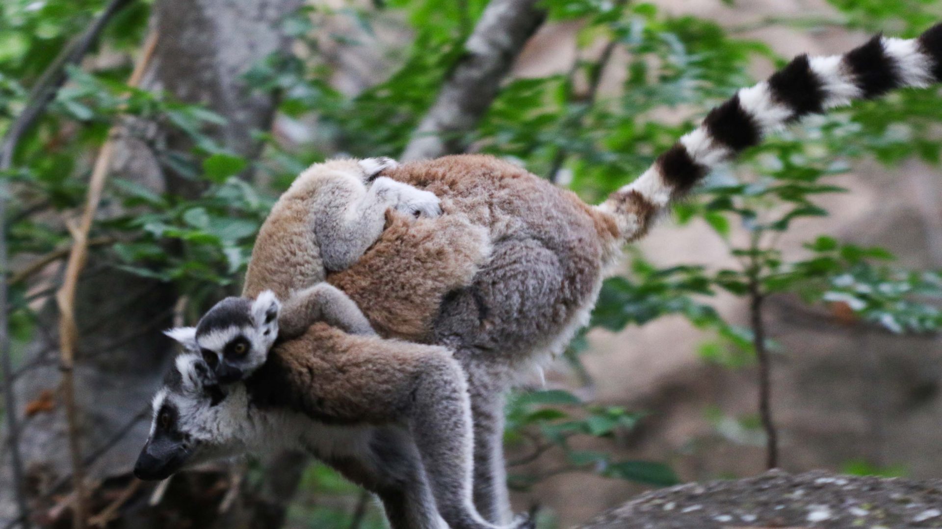 Ring-tailed lemurs in community-owned Anja Reserve.