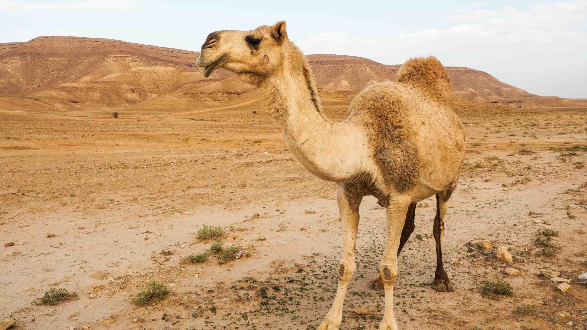 Camels are a common sight along Saudi Arabian roadsides.