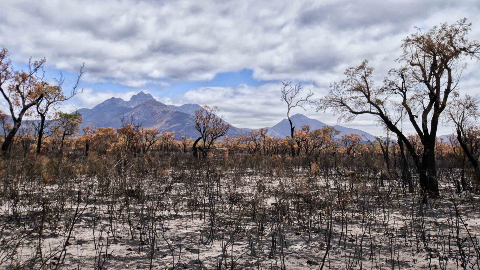 The scorched Australian landscape after a fire has swept through.
