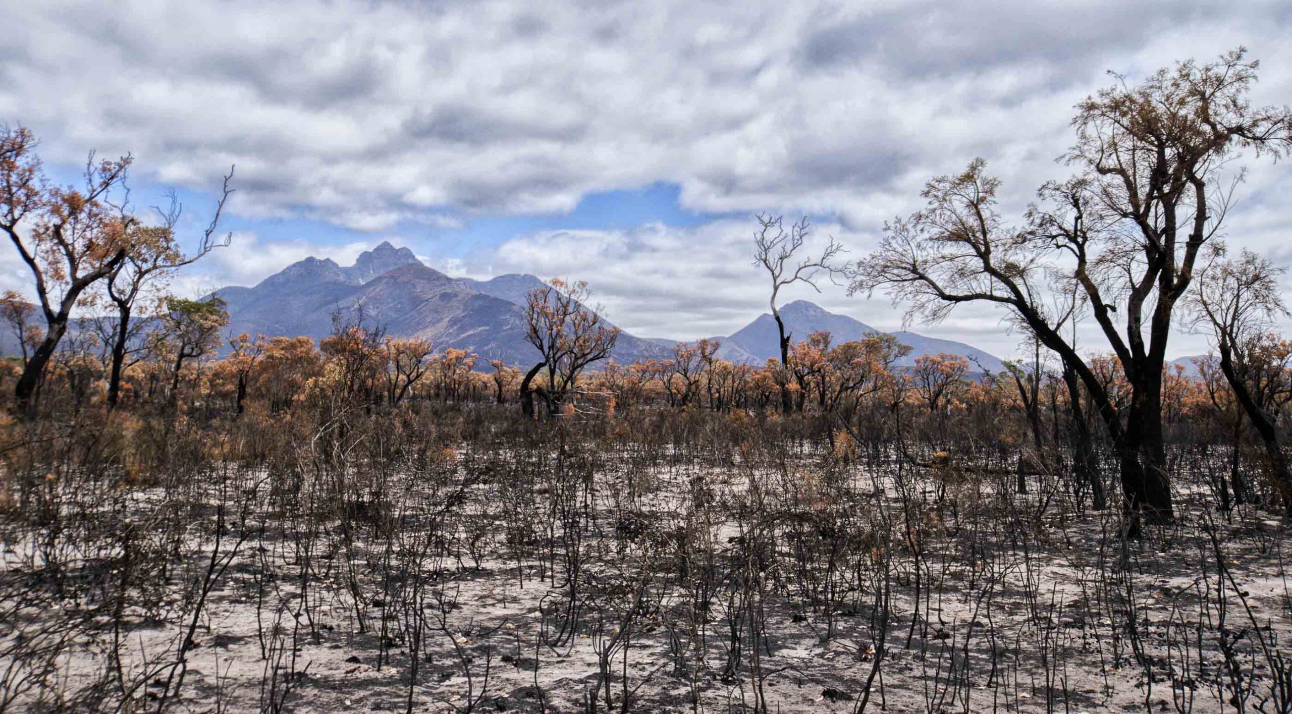 does Australia on from these bushfires? |
