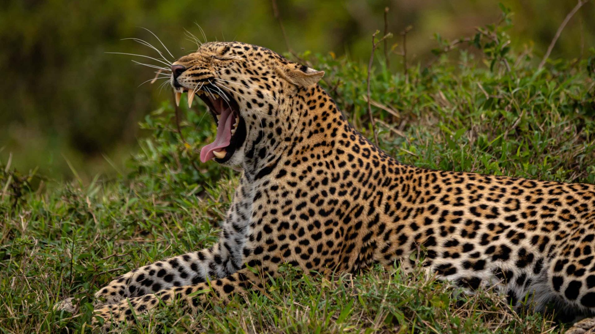 A leopard, spotted on a game drive in the Masai Mara.