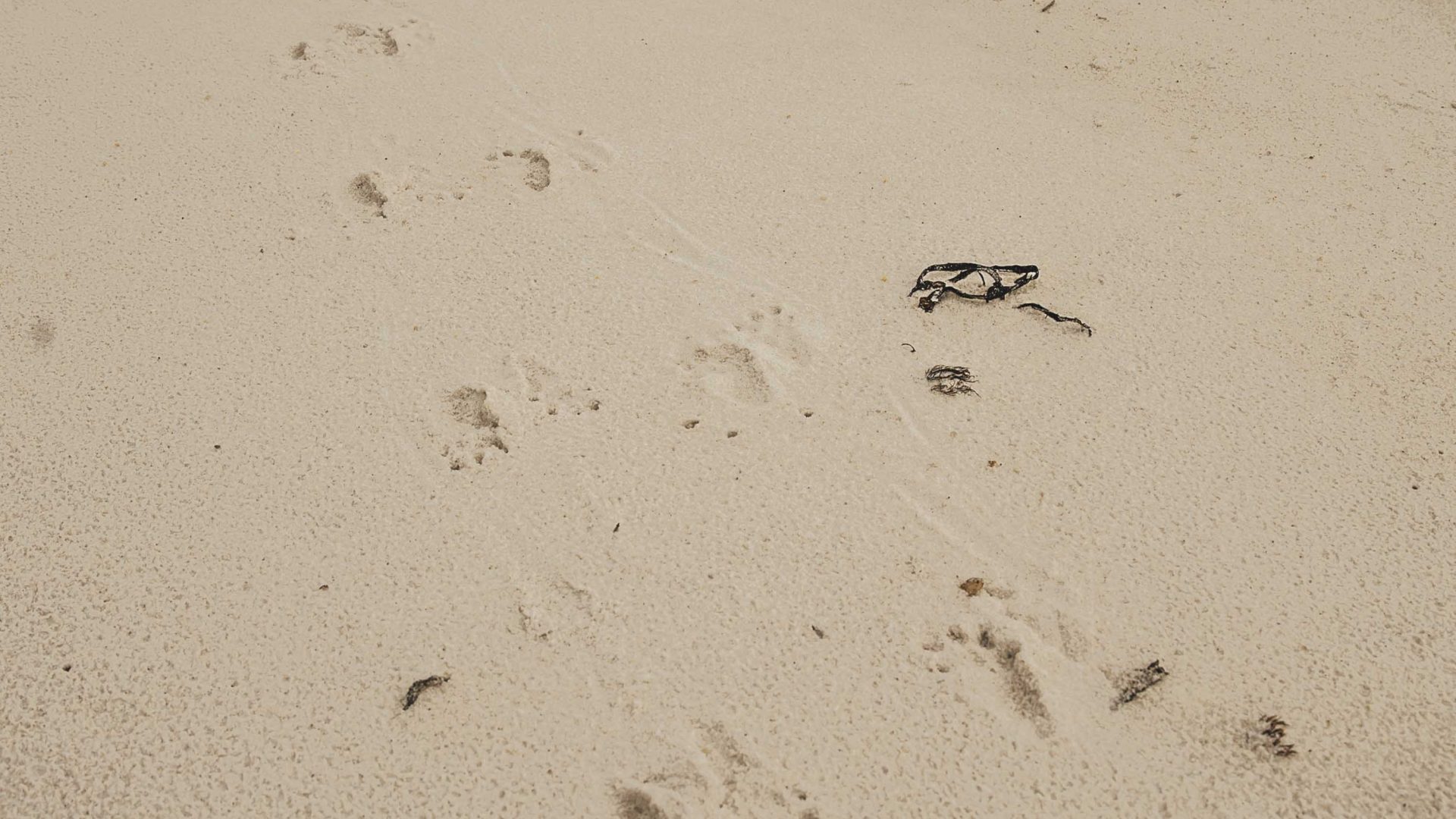 Animal tracks in the sand.
