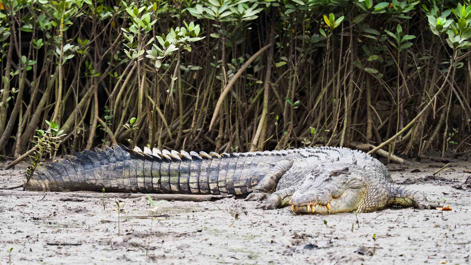 A crocodile on the sand.