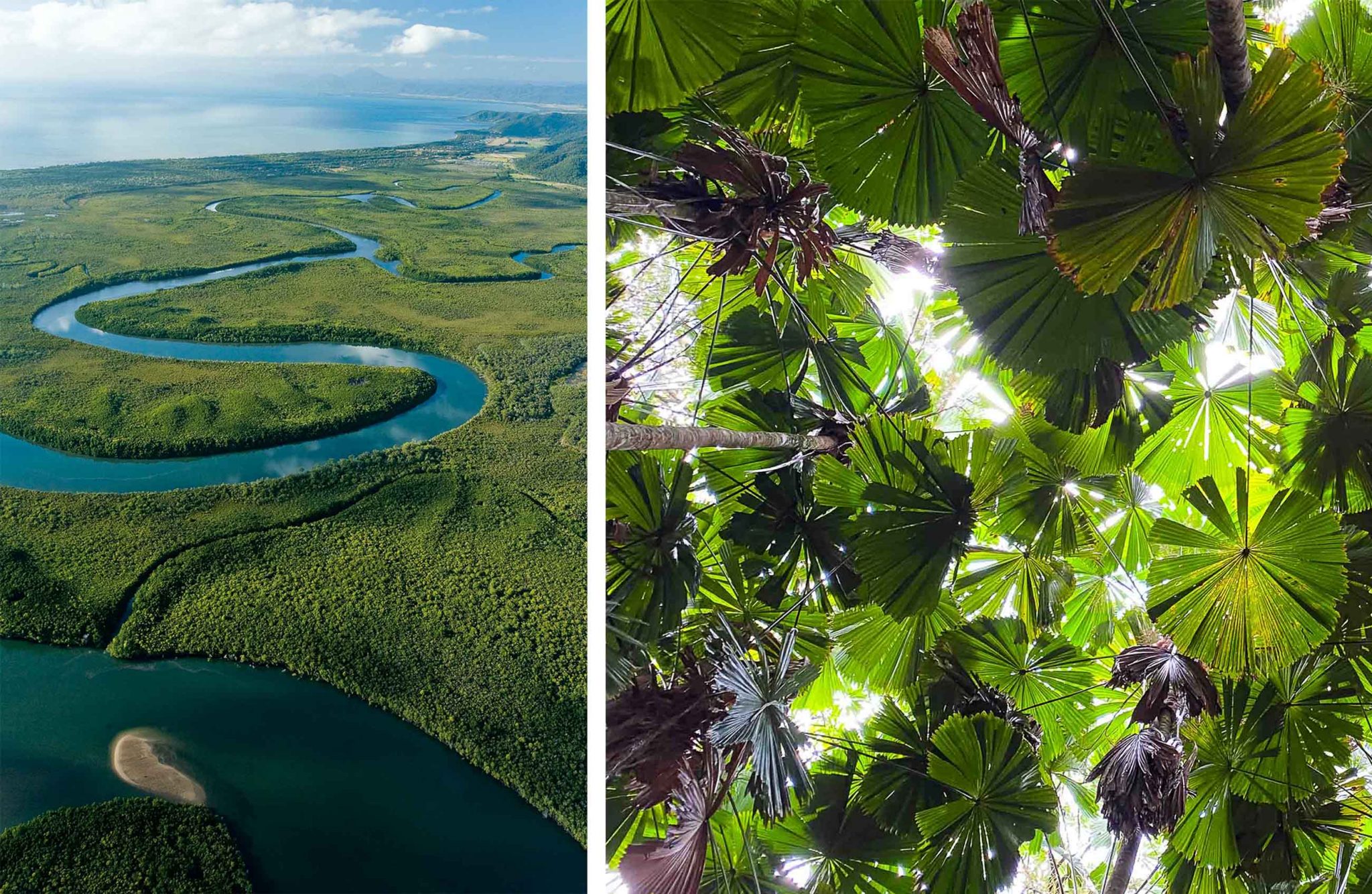 A walk on the wild side Queensland’s Daintree Rainforest