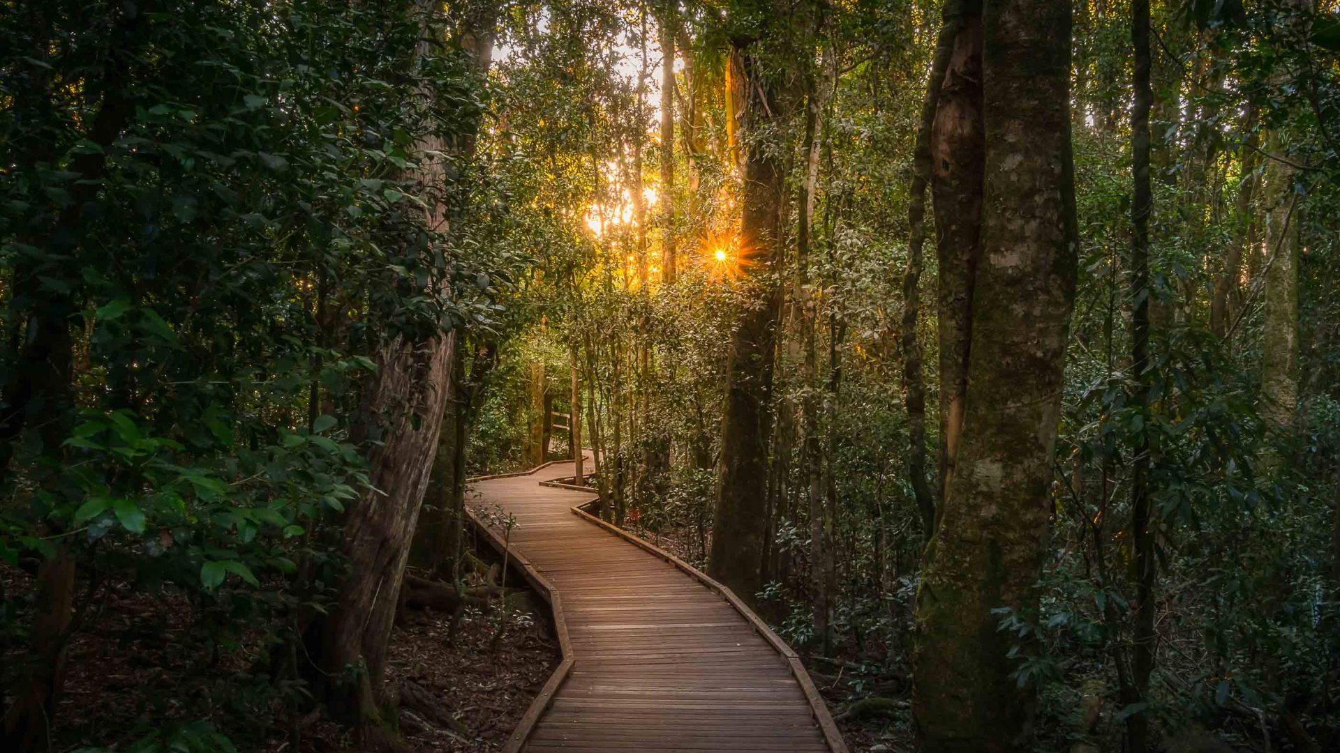 A boardwalk through the forest.