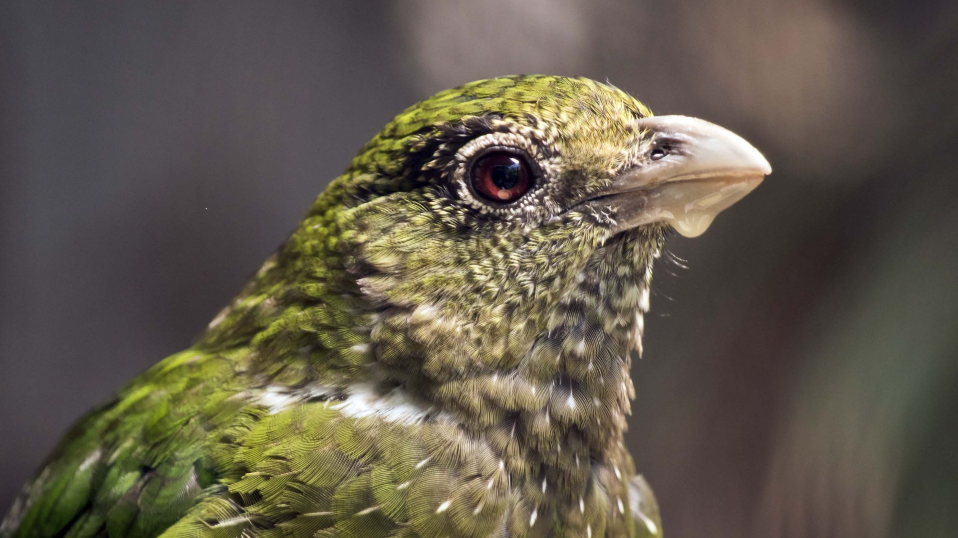 A brown and green bird up close.