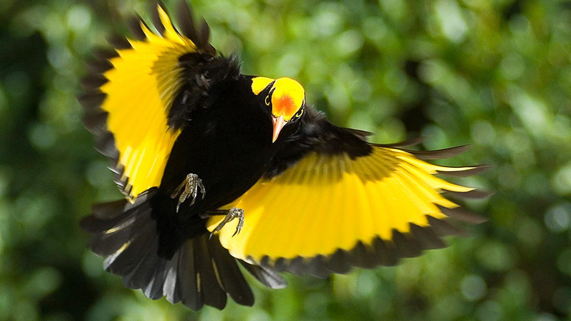 Yellow and black bird with wings outstretched.