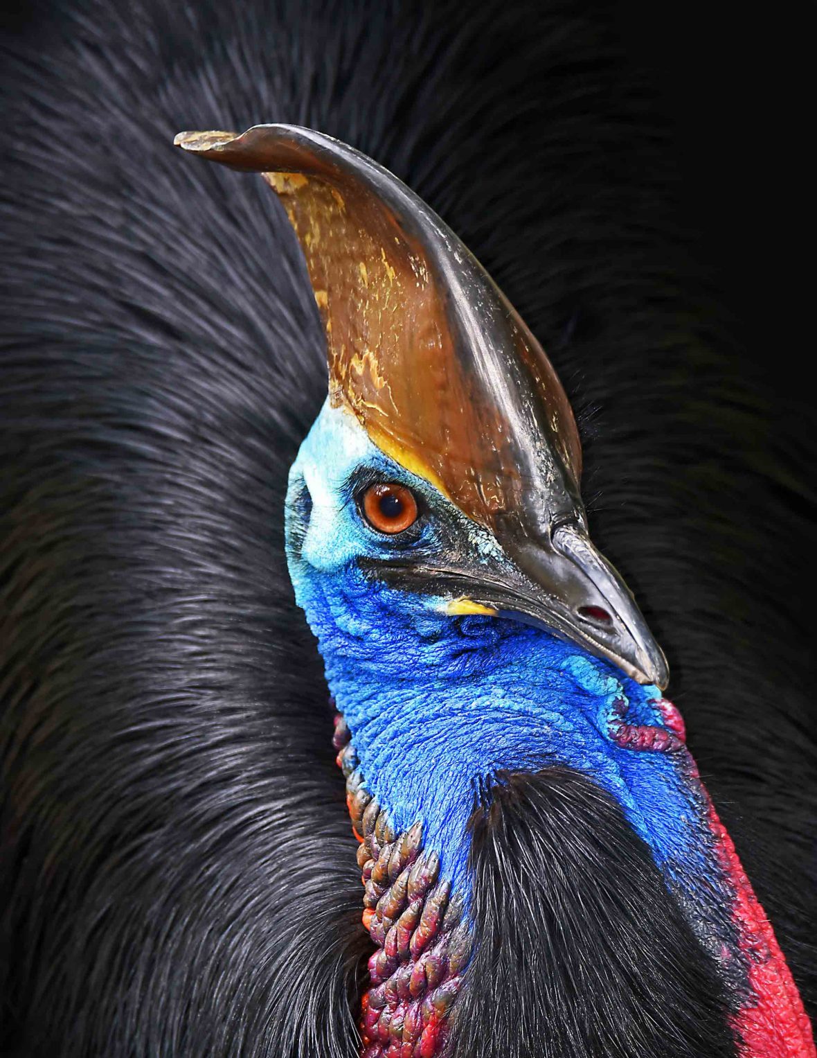 A close up of a cassowary bird