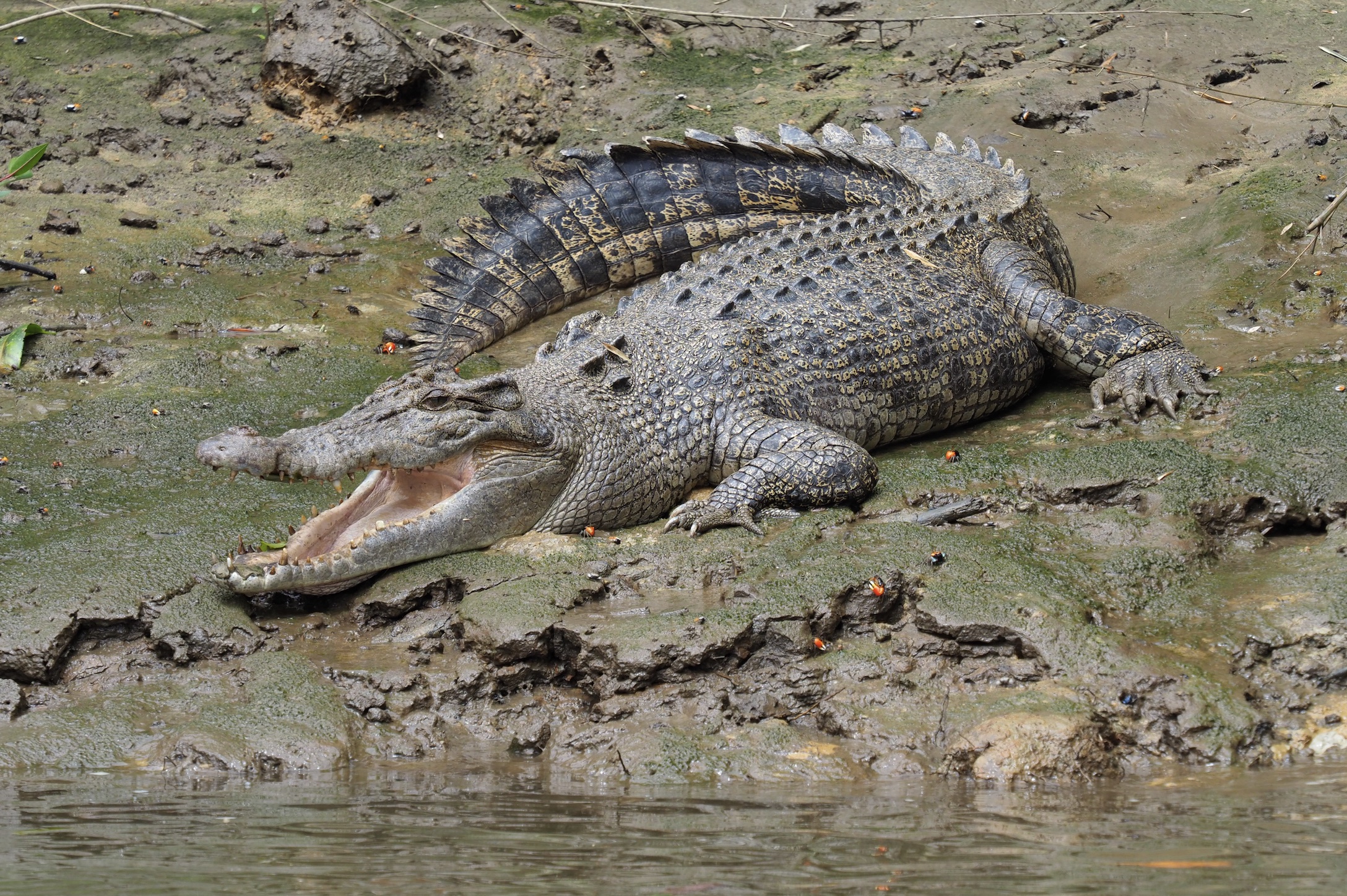 What a trip to the Daintree taught me about life, stress and rainforest ...