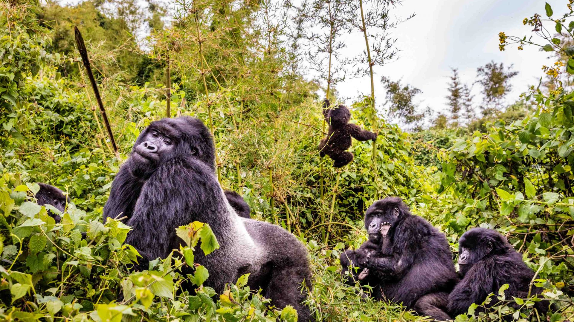 Mountain gorillas are found in Rwanda, Uganda and the Democratic Republic of Congo.