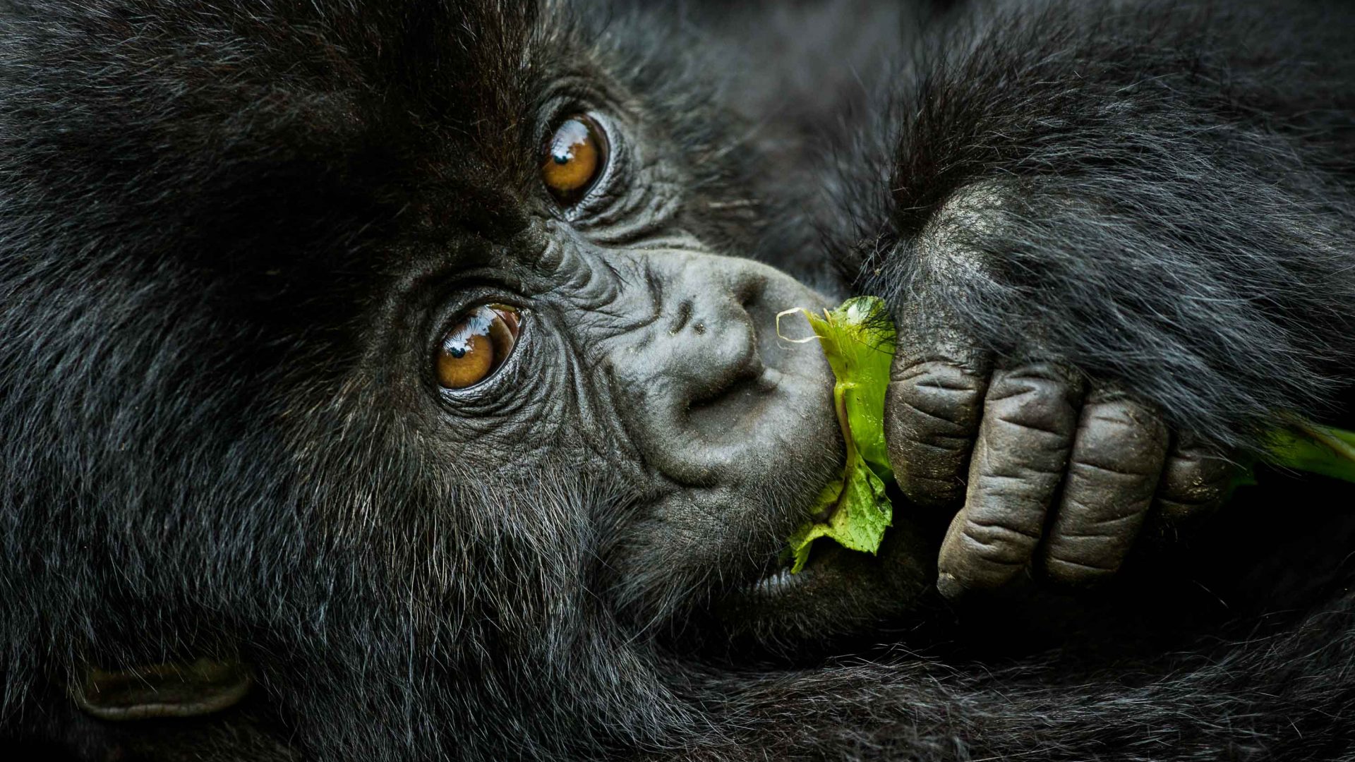 Mountain gorillas are found in Rwanda, Uganda and the Democratic Republic of Congo.