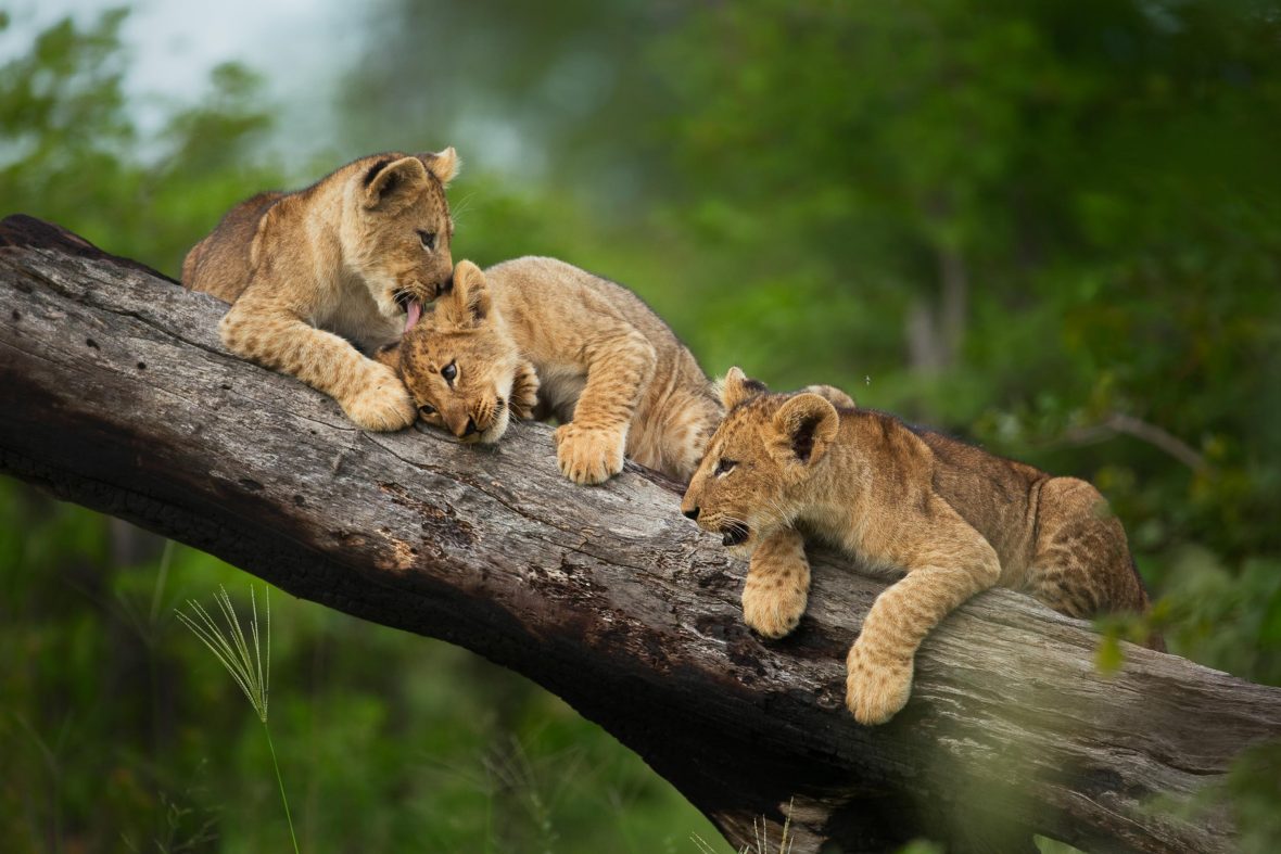 Lions on a tree