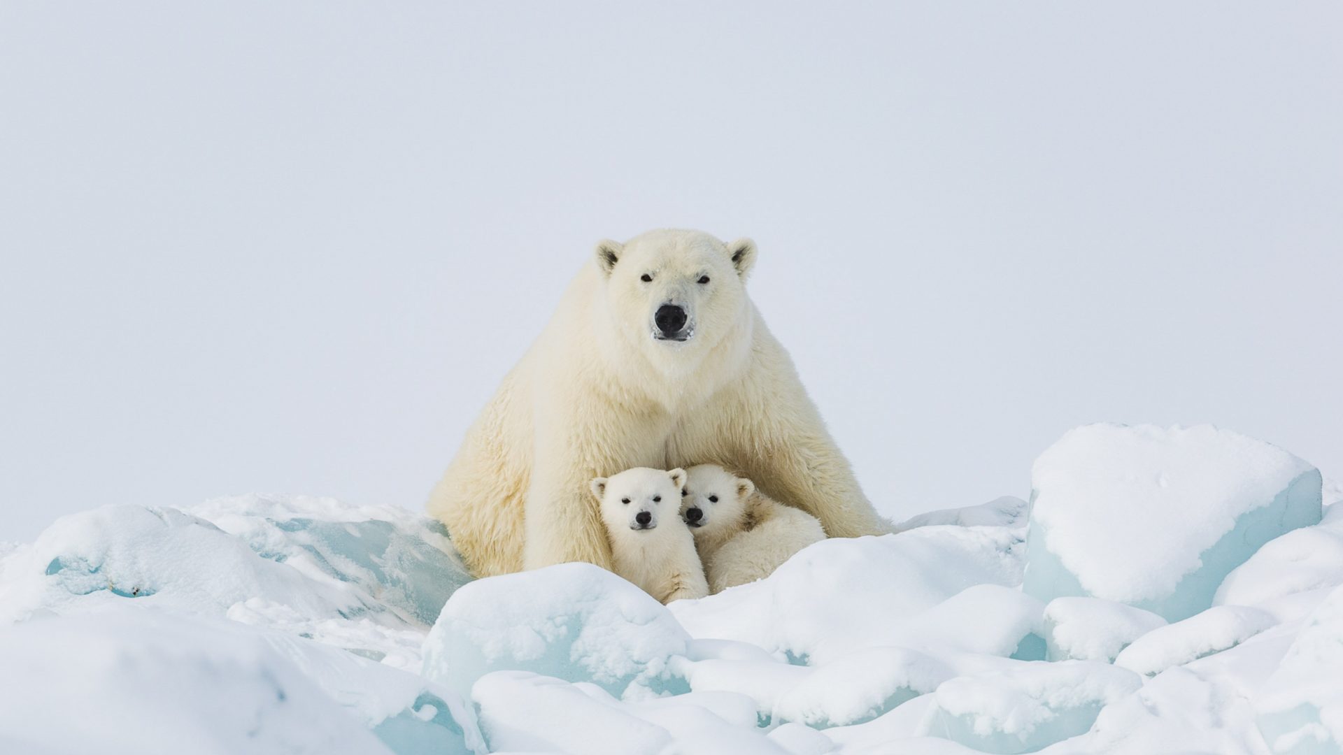 Habitat loss, climate change and pollution are all factors affecting polar bear populations.