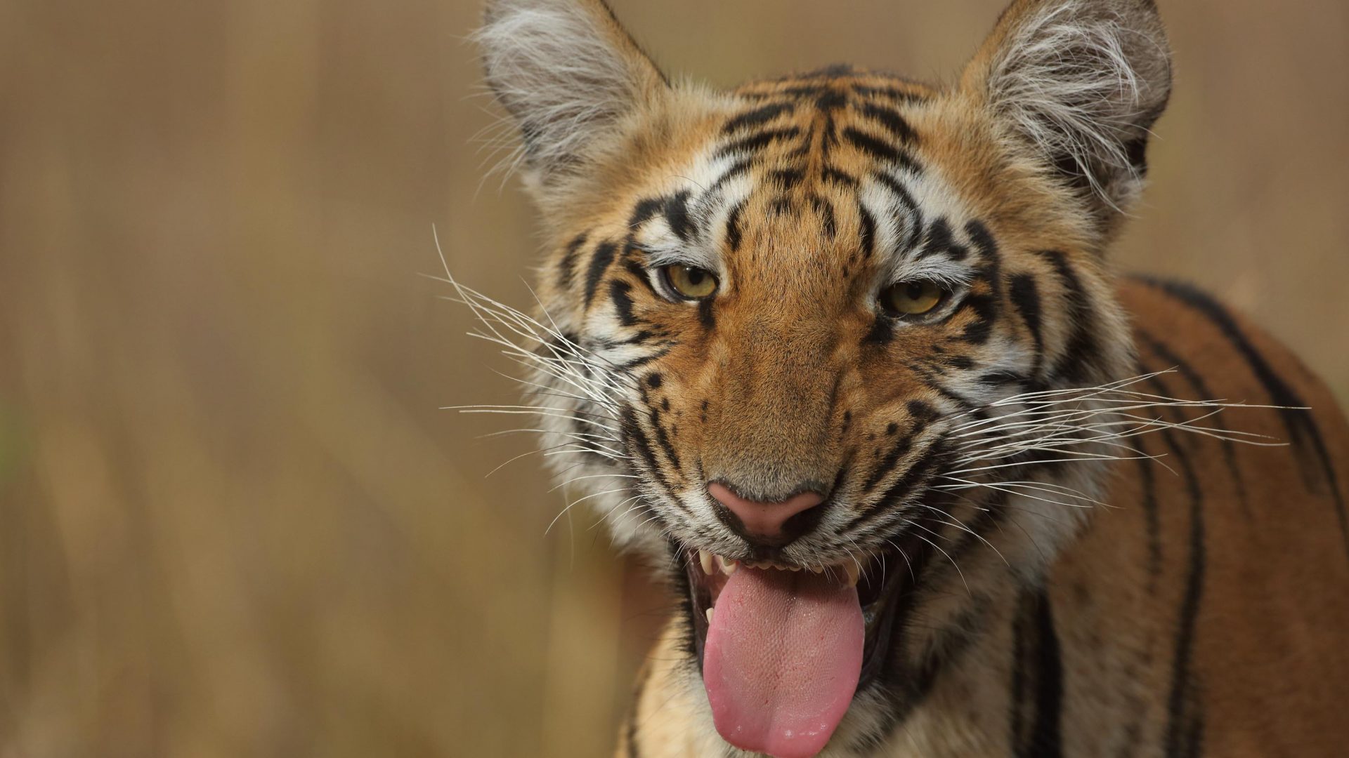 A tiger, one of the animals selected for the New Big 5.