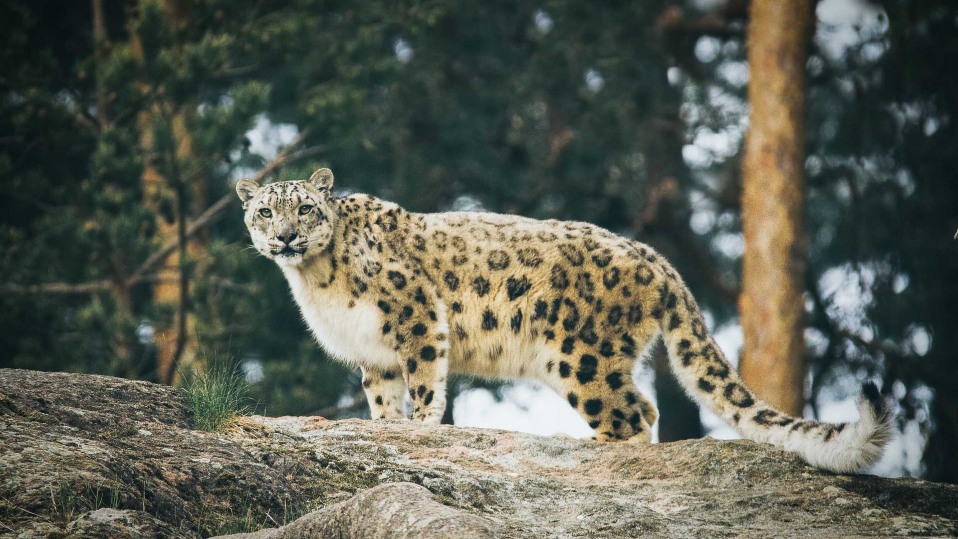 A snow leopard on a rock