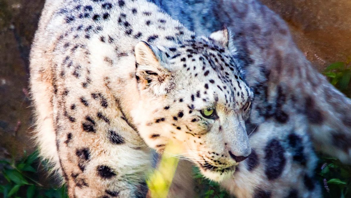Patience makes perfect: How to track a snow leopard | Adventure.com
