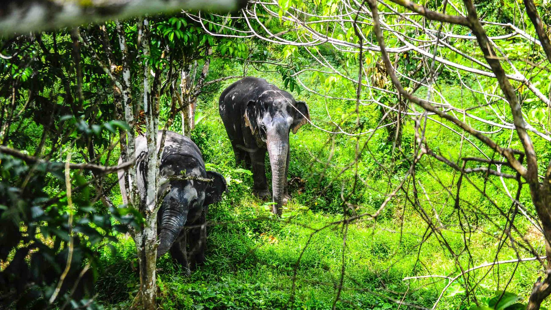 Elephants walking through the trees.