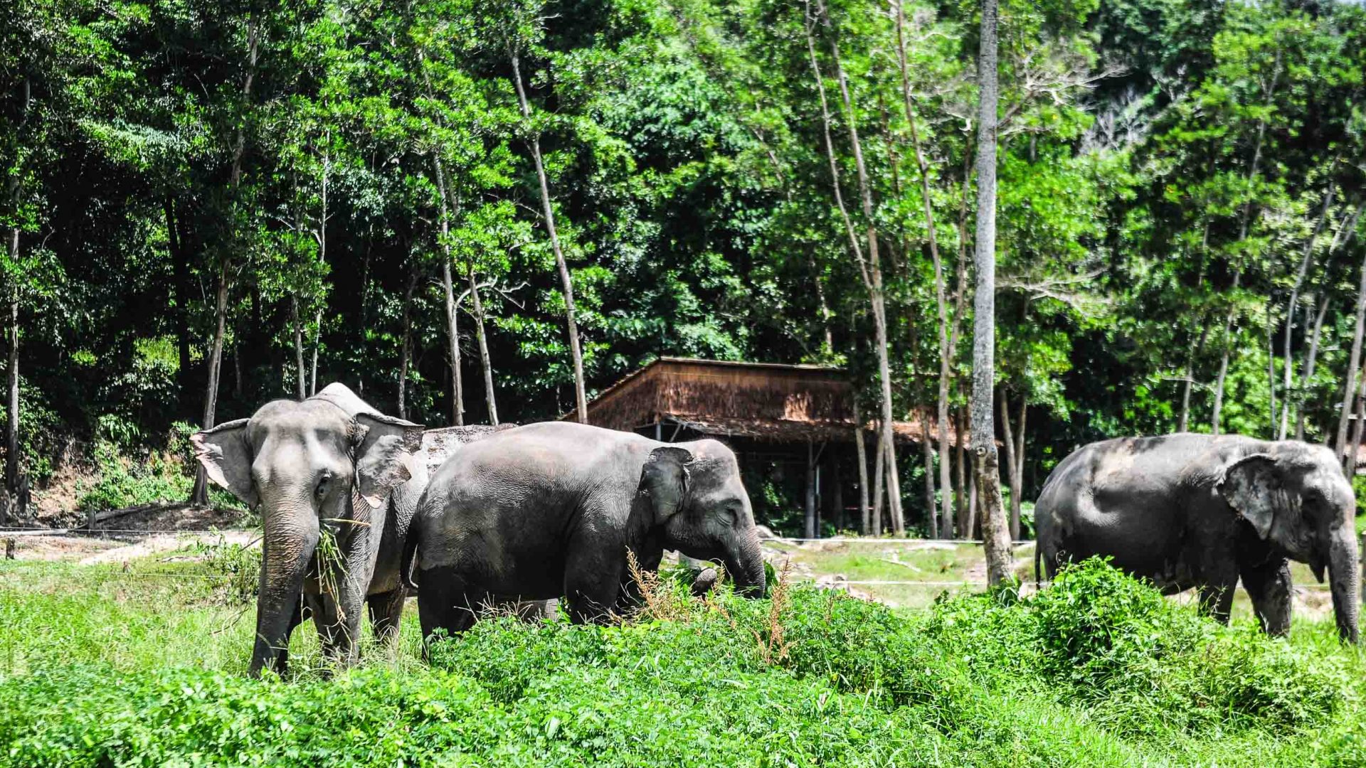 Elephants at the reserve.
