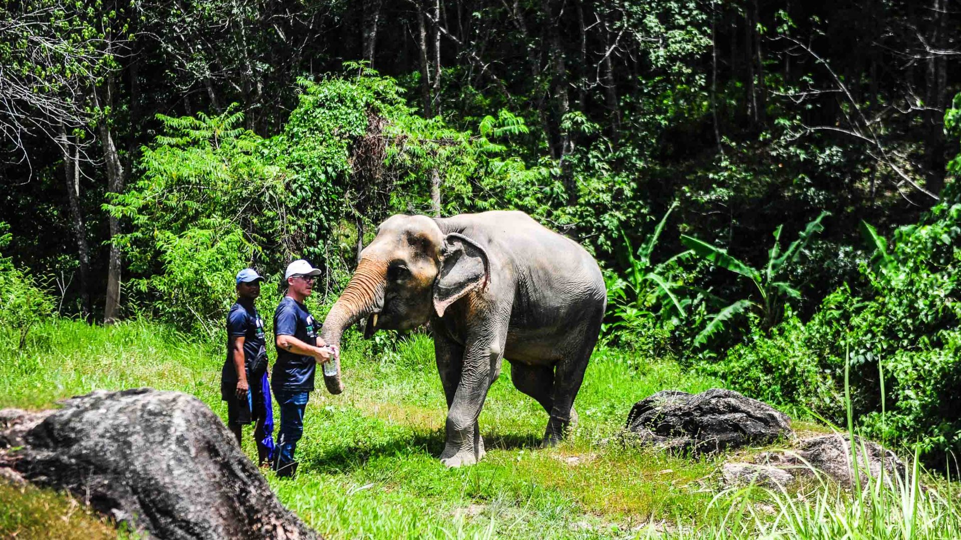 Two men stand with an elephant in green surrounds.
